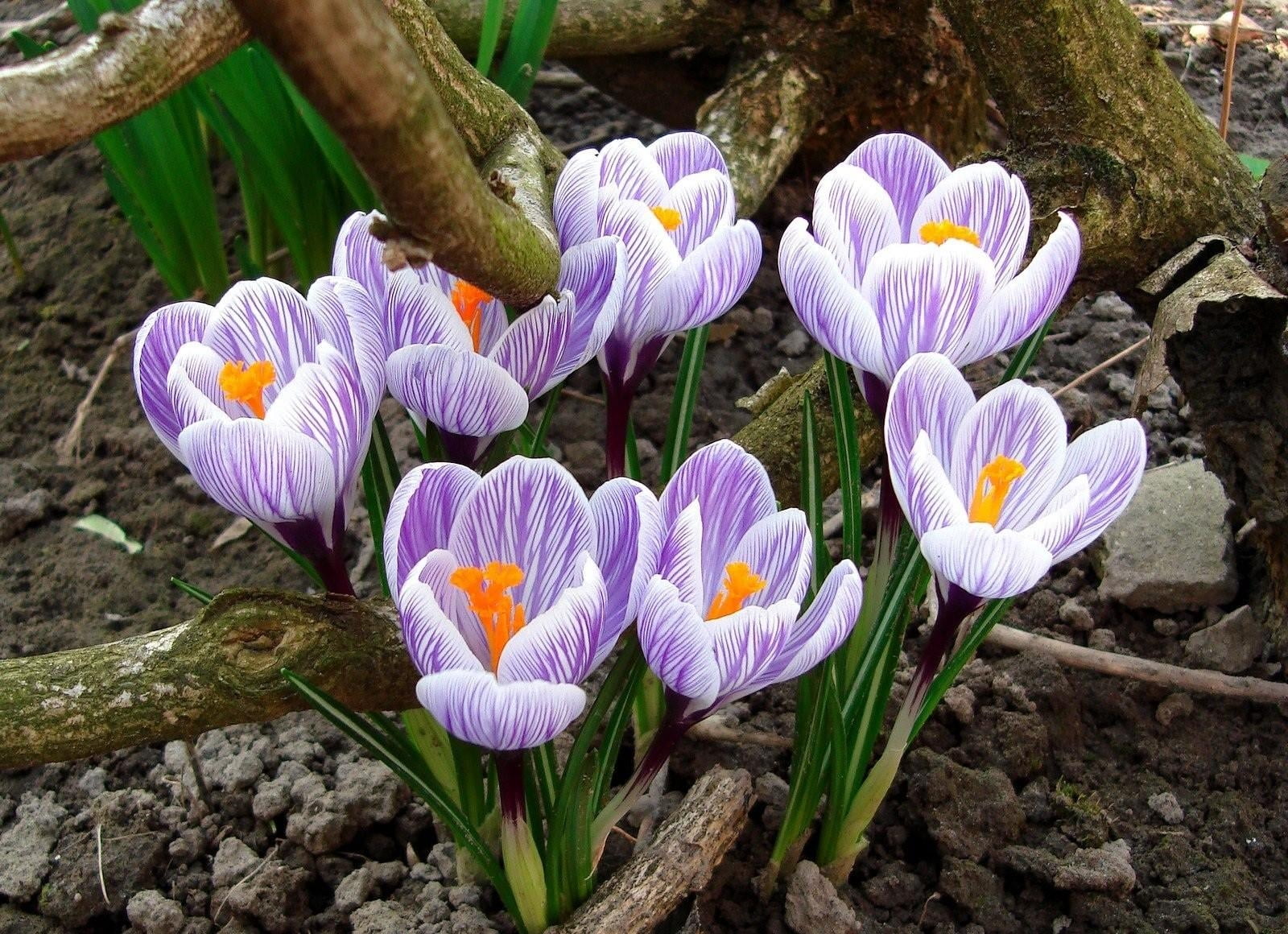 flowers, nature, yellow, flowering plant, inflorescence, flowerbed, leaf, petal, no people, outdoors, field, blossom, day, growth, purple, earth, vulnerability, HD Wallpaper