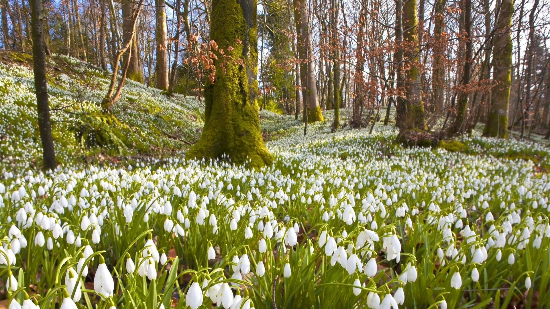 flower Head, tree, season, forest, beauty In Nature, park - Man Made Space, nature, green Color, leaf, outdoors, rural Scene, vacation, flowers, meadow, HD Wallpaper