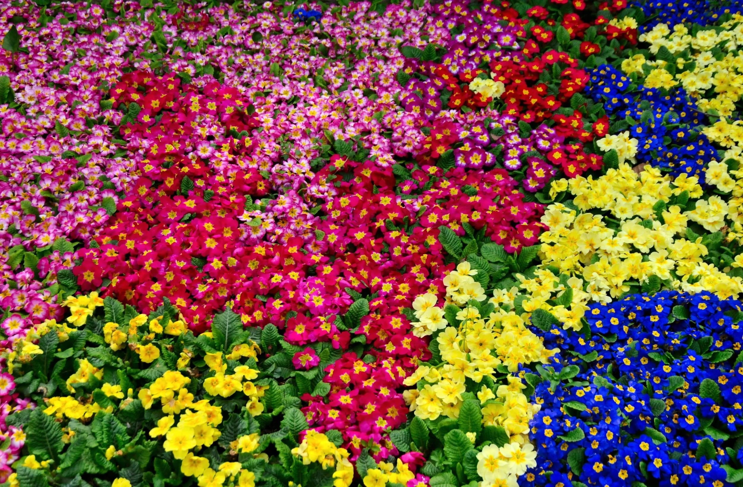 nature, beauty In Nature, colors, many, fragility, full frame, day, vulnerability, flowerbed, decoration, pattern, leaf, blossom, petal, assorted, season, HD Wallpaper