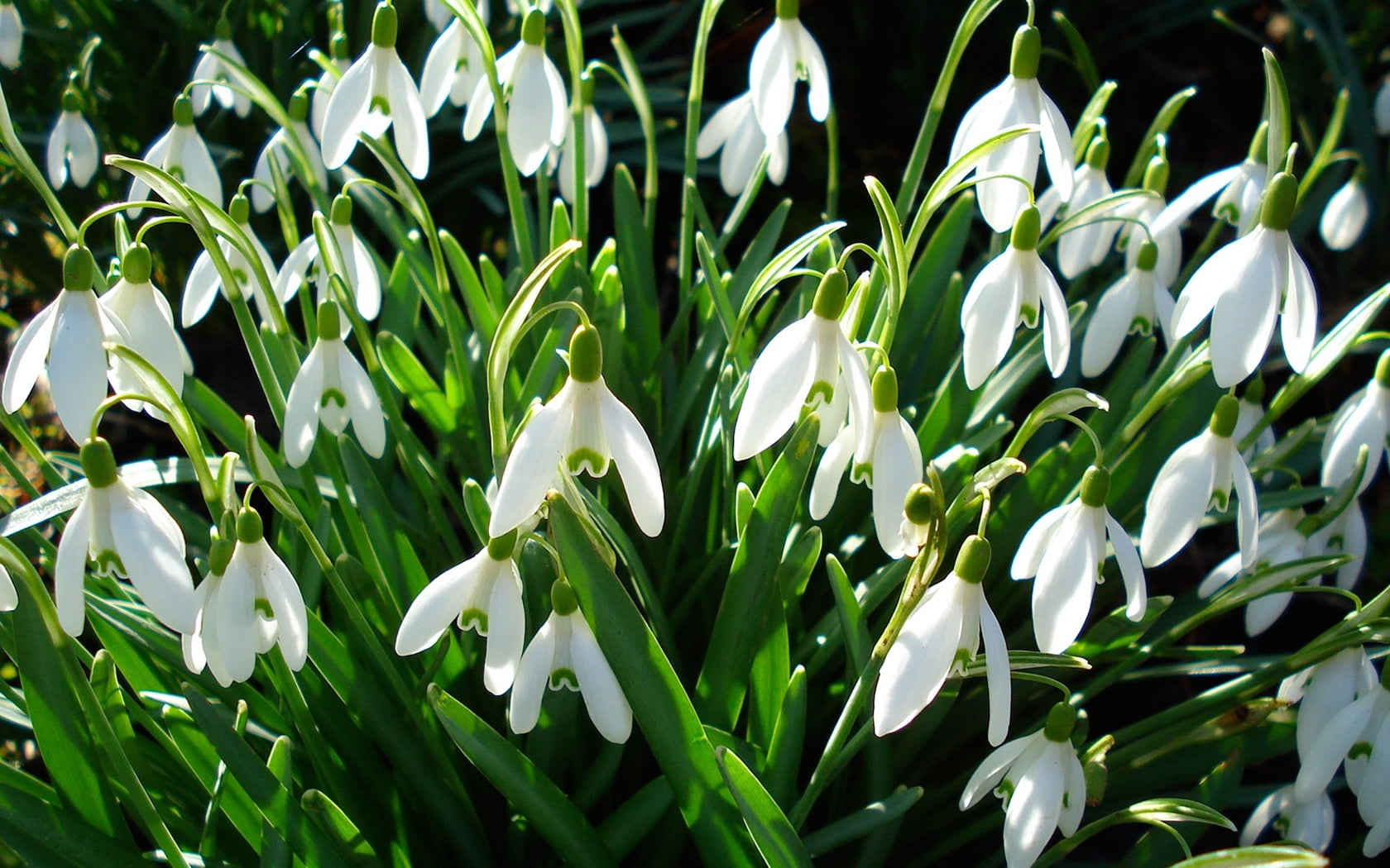 nature, day, no People, primroses, lily-of-the-valley, season, herbs, fragility, botany, spring, white, flower, field, snowdrops, flower Head, growth, summer, HD Wallpaper