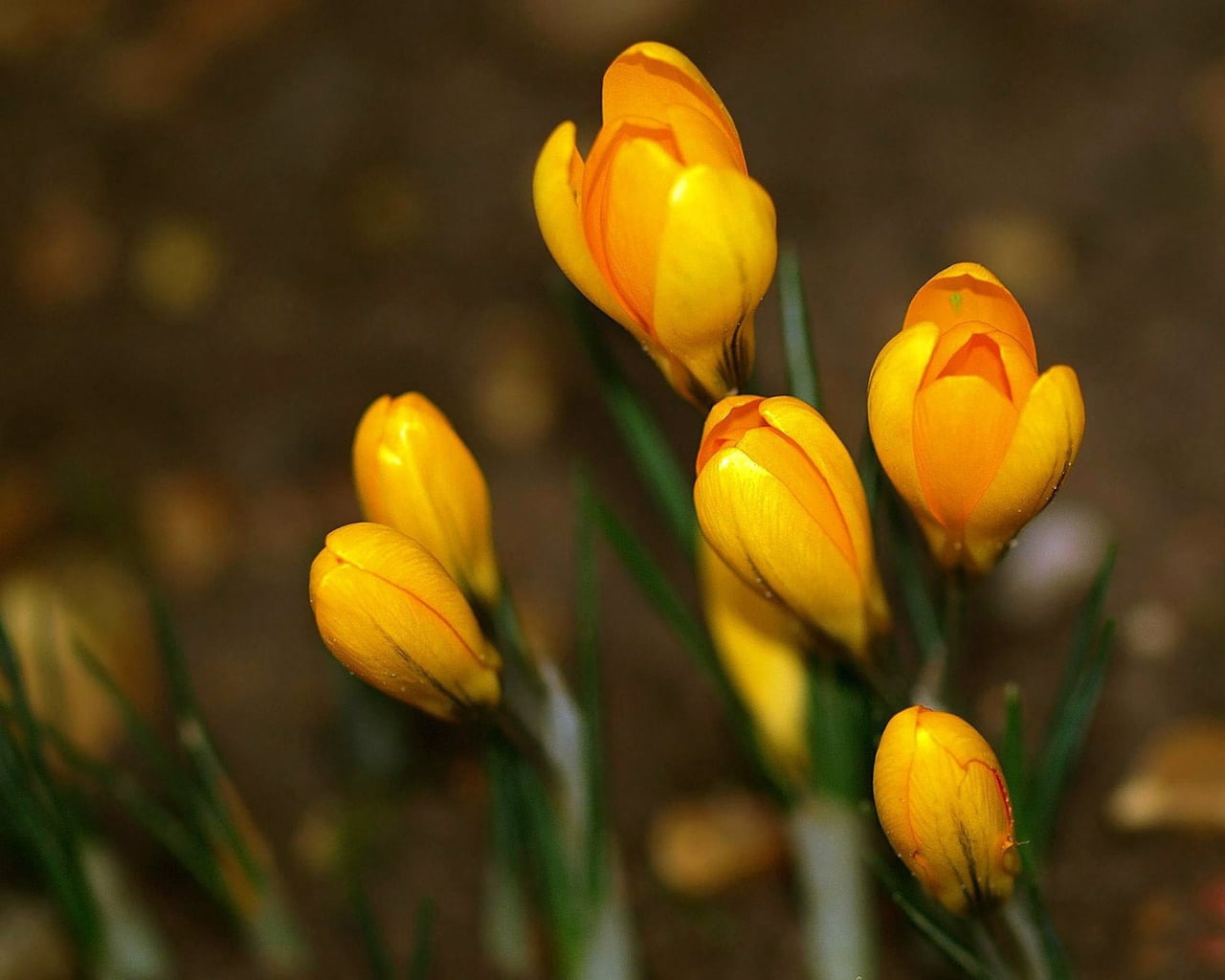crocus, no People, leaf, bouquet, tulip, macro, meadow, backgrounds, green Color, 720P, plant, formal Garden, freshness, flower Head, flowerbed, focus on foreground, HD Wallpaper