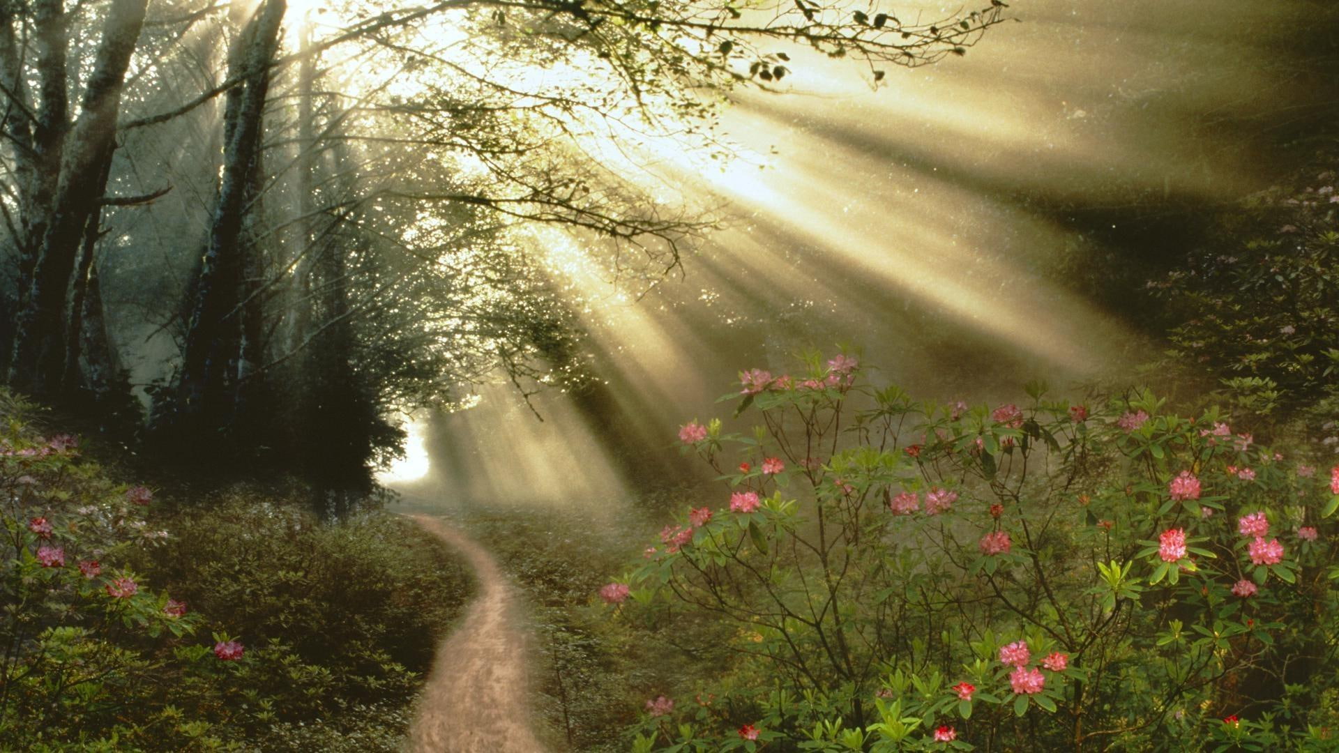 pathway, sunlit, 1080P, tree, forest, floral, nature, alley, 1920x1080, flowers, light, path, HD Wallpaper