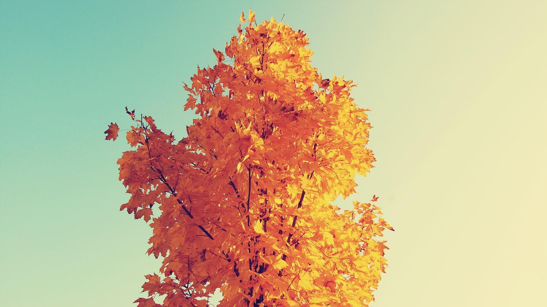 photography, sunlit, tree, orange, 1920x1080, autumn, 1080P, HD Wallpaper
