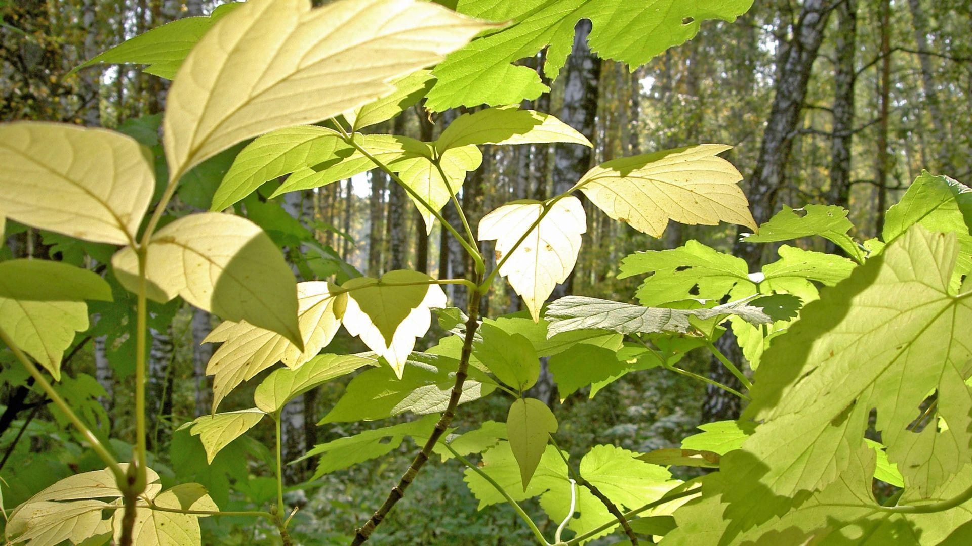 nature, green, plants, sunlit, leaves, 1920x1080, 1080P, leaf, HD Wallpaper