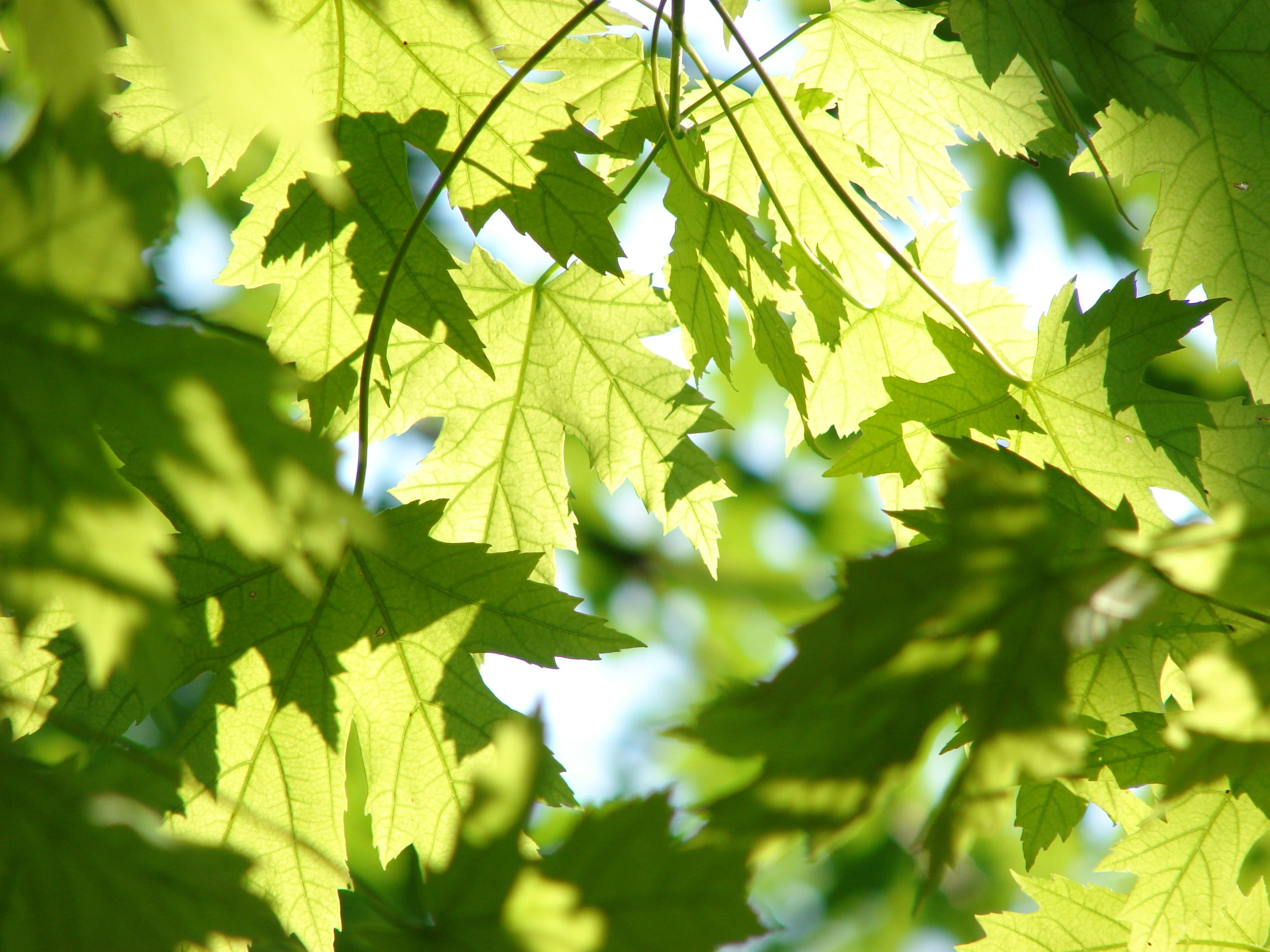close-up, branch, 2K, nature, sunlit, season, low angle view, selective focus, leaves, maple, green color, no people, day, growth, green, plant part, HD Wallpaper