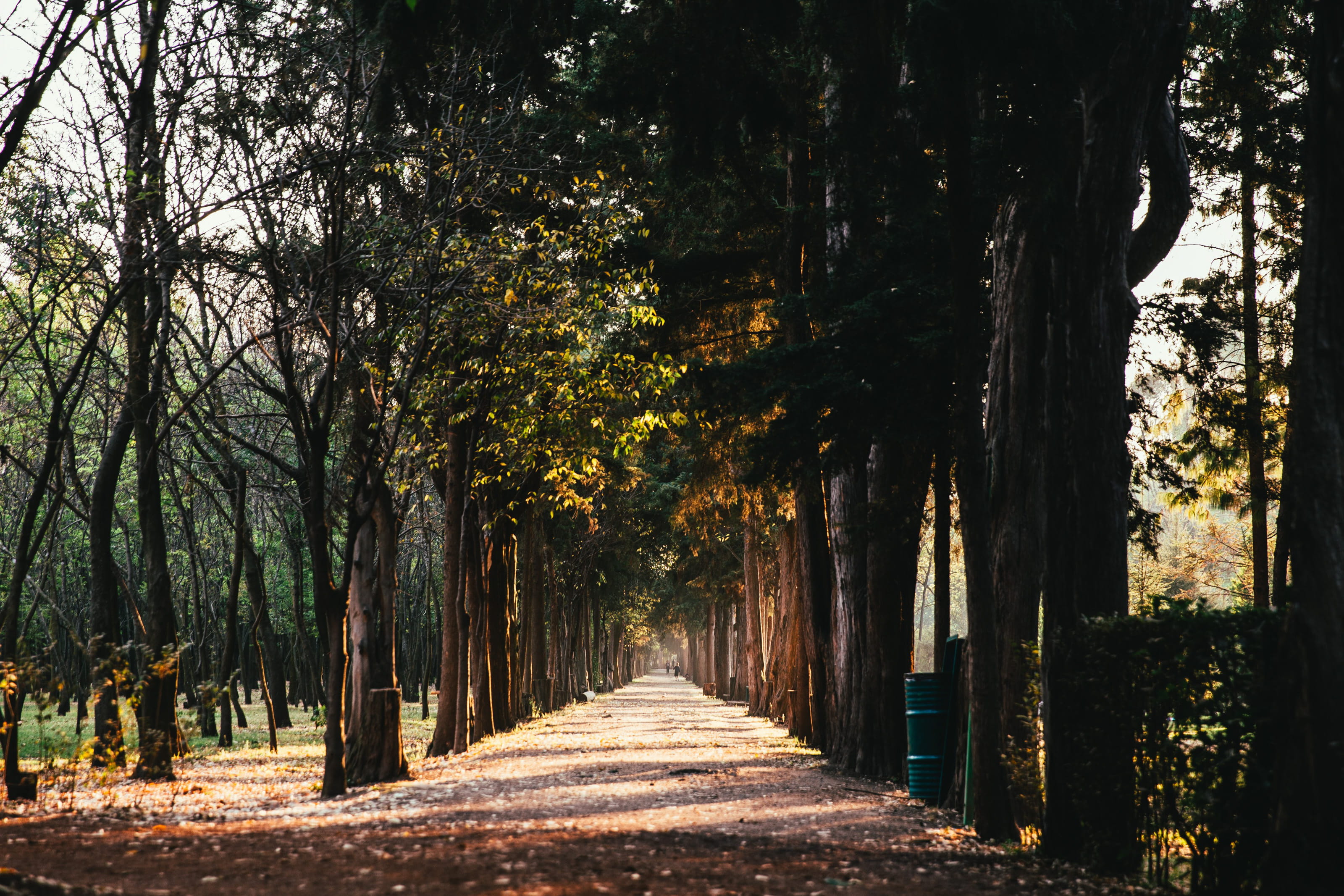 pathway, joggers, sunlit, day, park, forest, long, play, woods, foliage, treelined, tree trunk, tree canopy, the way forward, footpath, track, path, autumn, HD Wallpaper