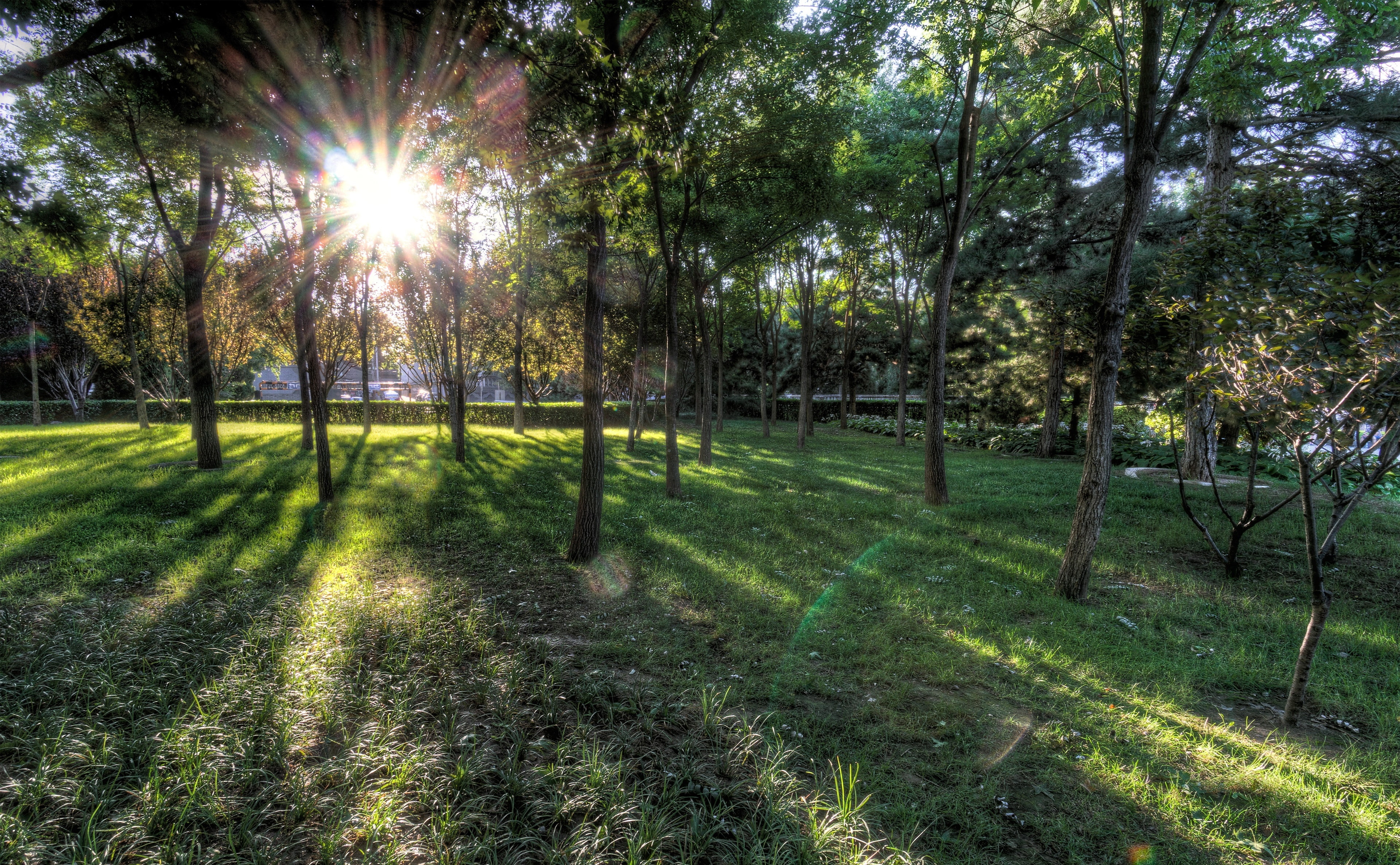 beauty in nature, leafed, no people, grove, streaming, 4K, sunbeam, sunlight, tree, scenics - nature, field, green, land, lens flare, green color, grass, HD Wallpaper