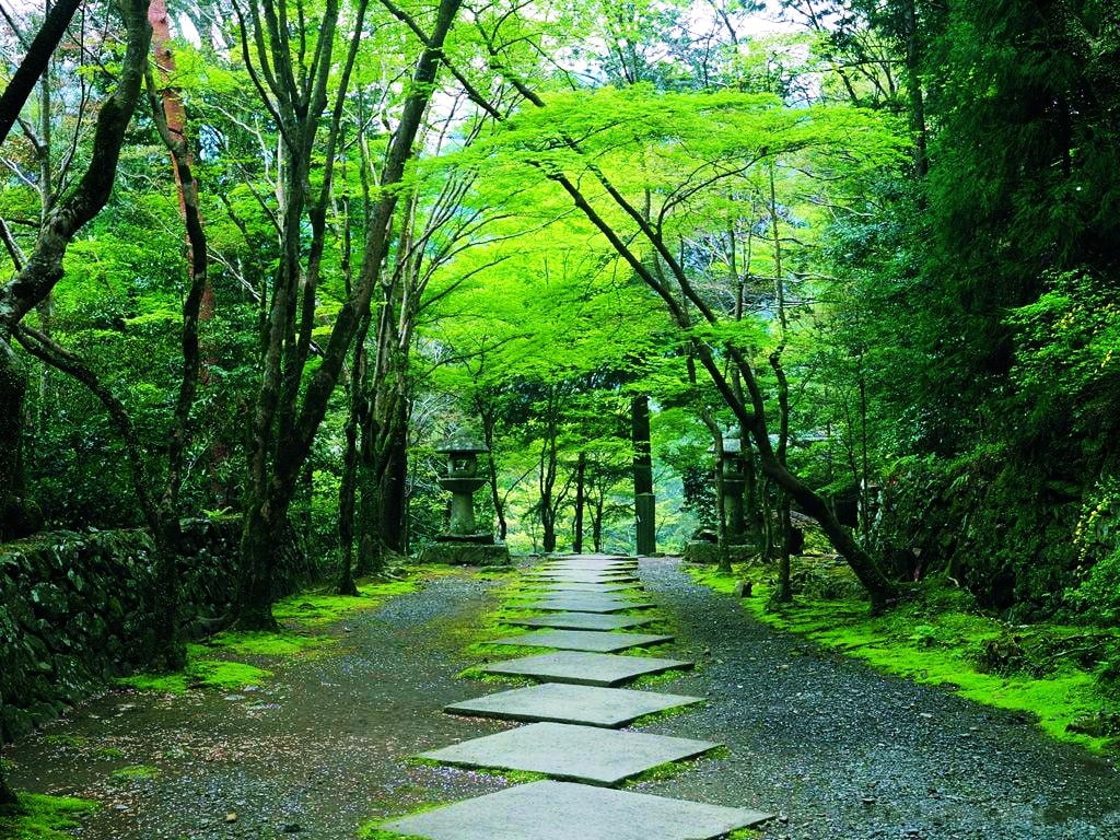 forests, greens, walkway, sunlight, 480P, Design, Green, art, sunlit, Trees, nature, branches, hd, HD Wallpaper