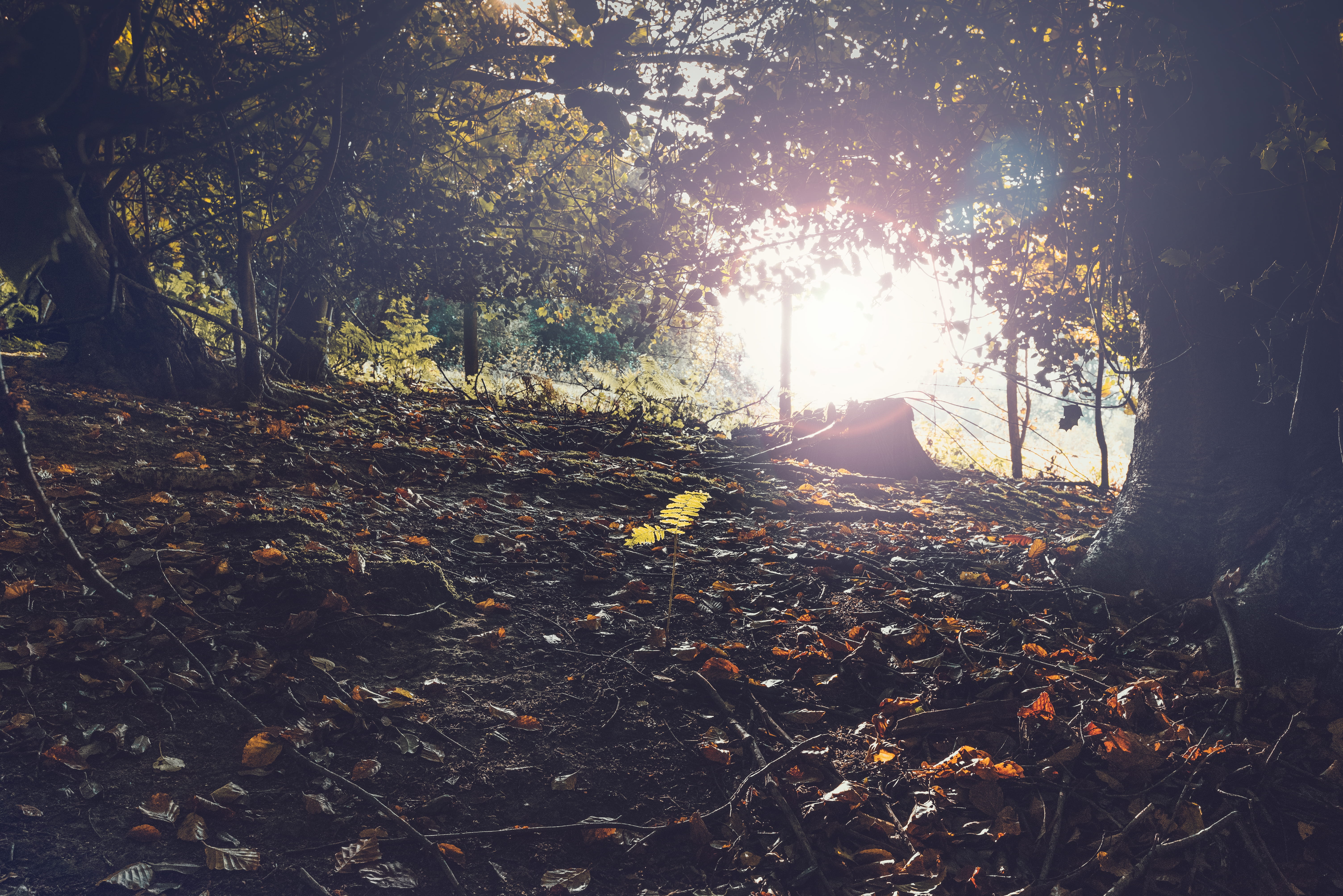leaves, united kingdom, leaf, forest, outdoors, land, autumn, non-urban scene, nature, sunbeam, sunlight, plant part, falling, tranquility, streaming, day, HD Wallpaper