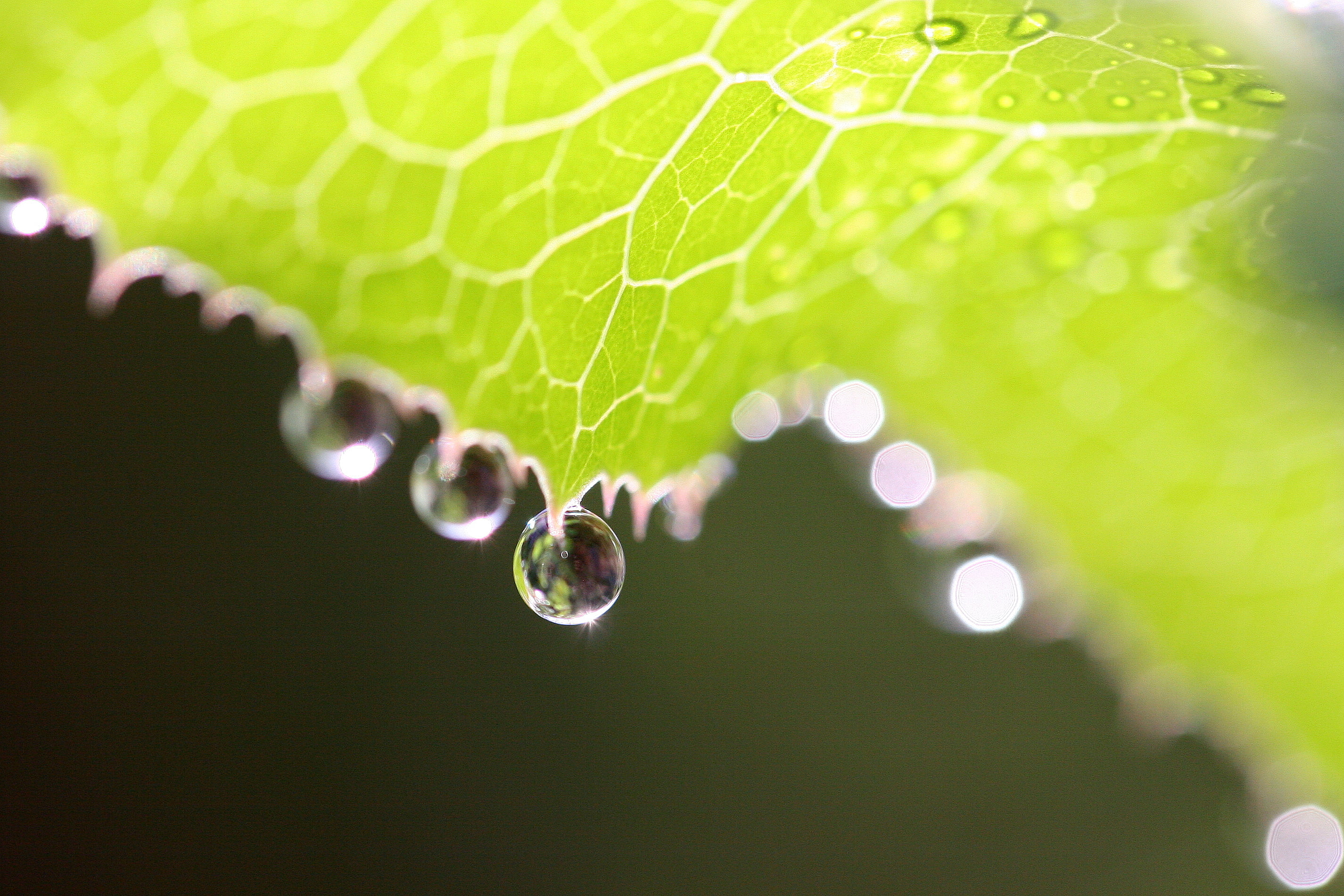 abstract, photography, close-up, photo, environment, reflection, green Color, leaf, macro, le jardin, wild flowers, green leaf, france, blurred, bokeh, HD Wallpaper