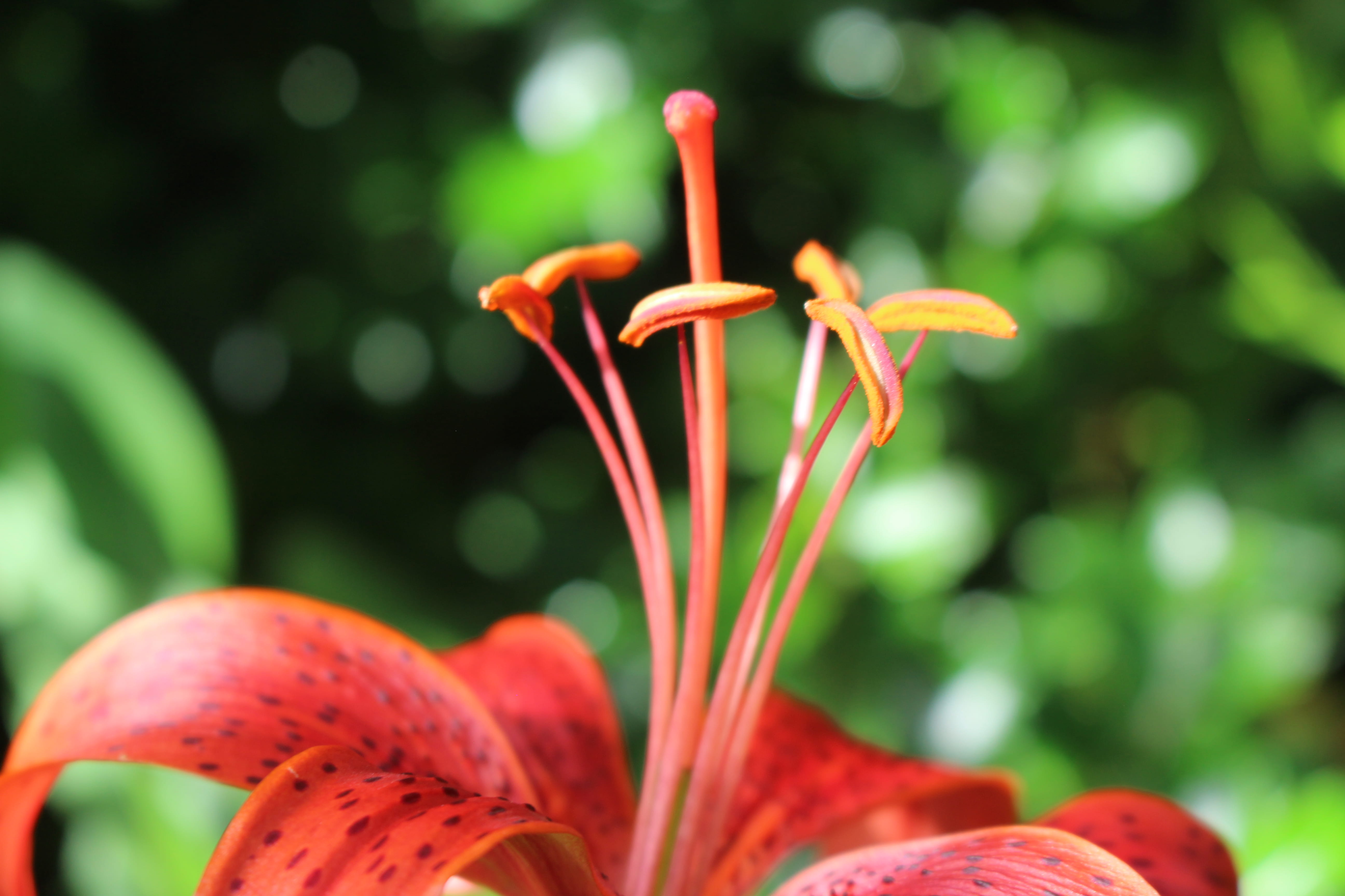 outdoors, beauty in nature, red, plant, hemerocallis, flower, lily, growth, day, petal, pollen, freshness, flower head, nature, green, inflorescence, orange, HD Wallpaper