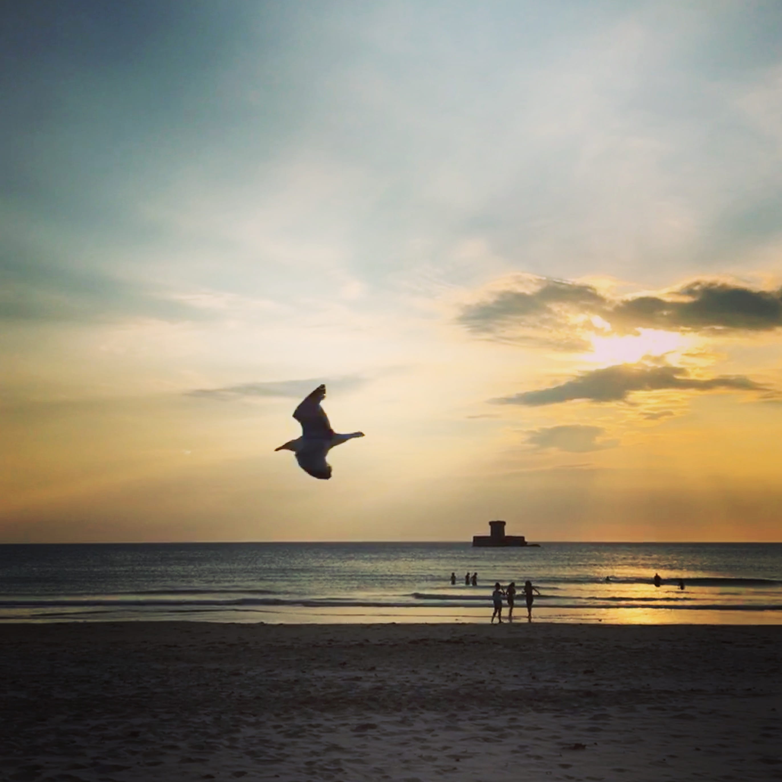 silhouette, horizon, water, animal, sunset, vertebrate, animal themes, bird, sky, horizon over water, one animal, 2K, beauty in nature, cloud - sky, seagull, Phone HD Wallpaper
