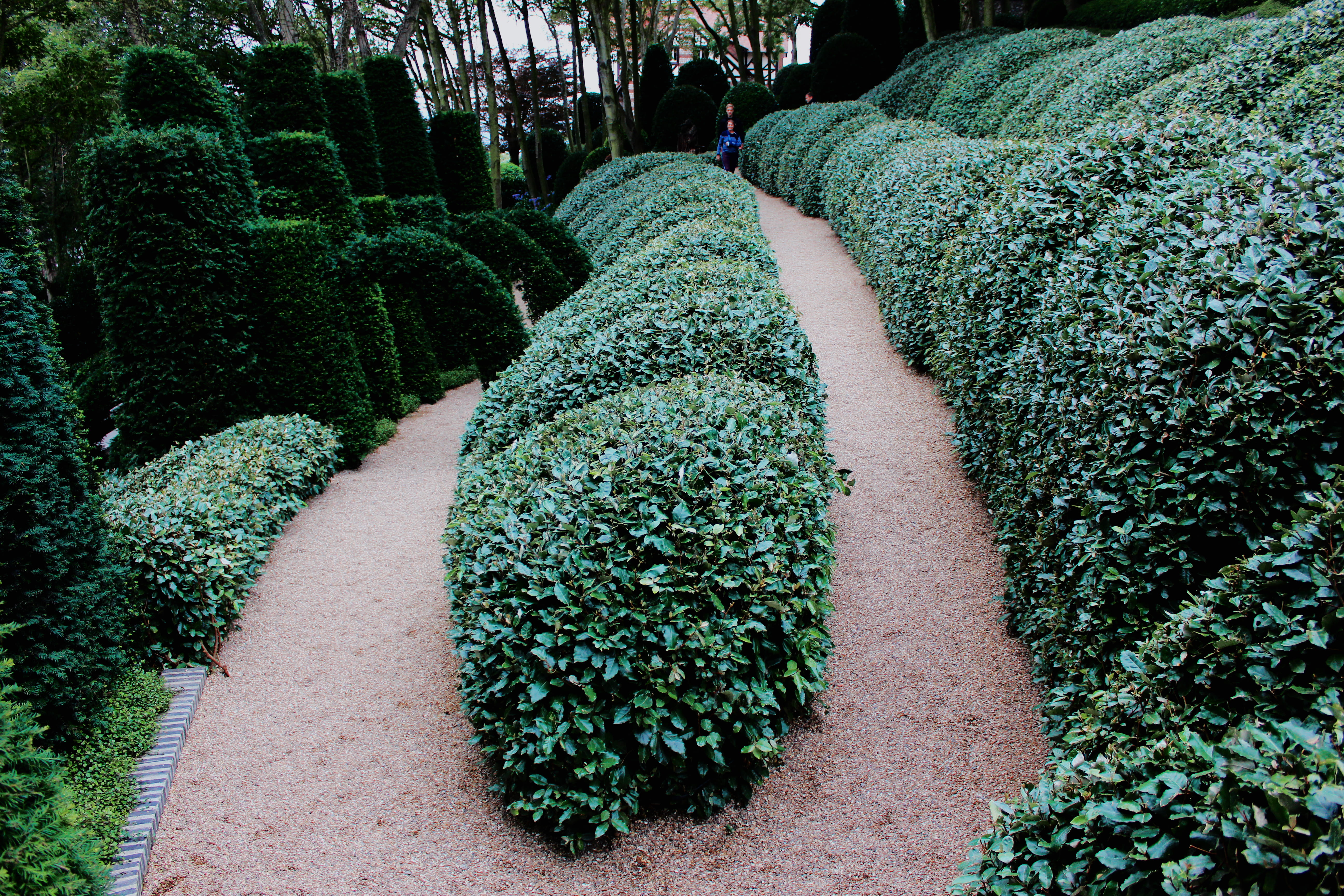 beauty in nature, freshness, hedge, growth, trees, tranquility, étretat, formal garden, nature, in a row, outdoors, tea crop, garden, les jardins detretat, HD Wallpaper