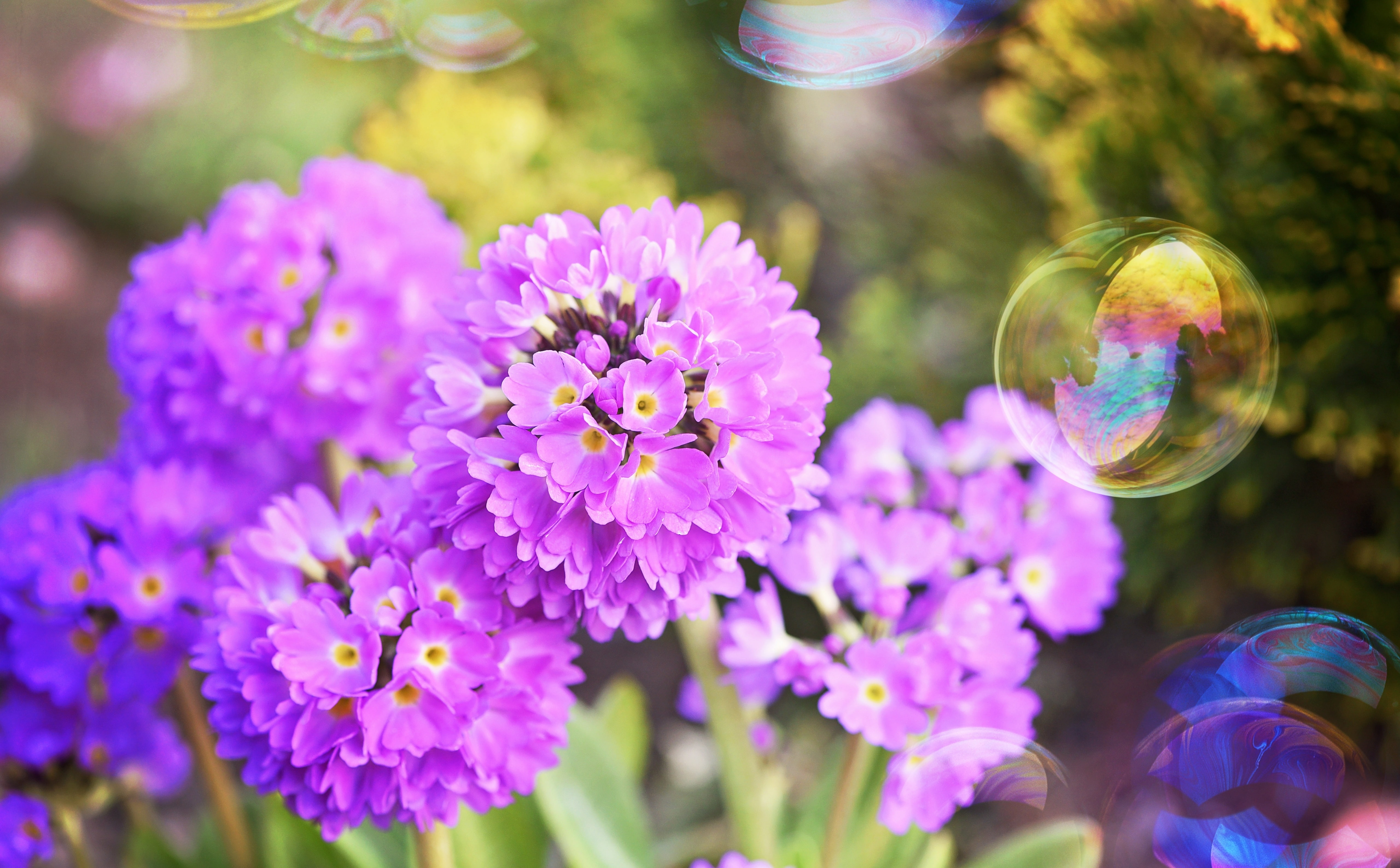 Garden, beauty in nature, bubbles, flowering plant, petal, Pink, Nature, vulnerability, day, soap, Outdoors, flower, plant, flower head, freshness, primrose, HD Wallpaper