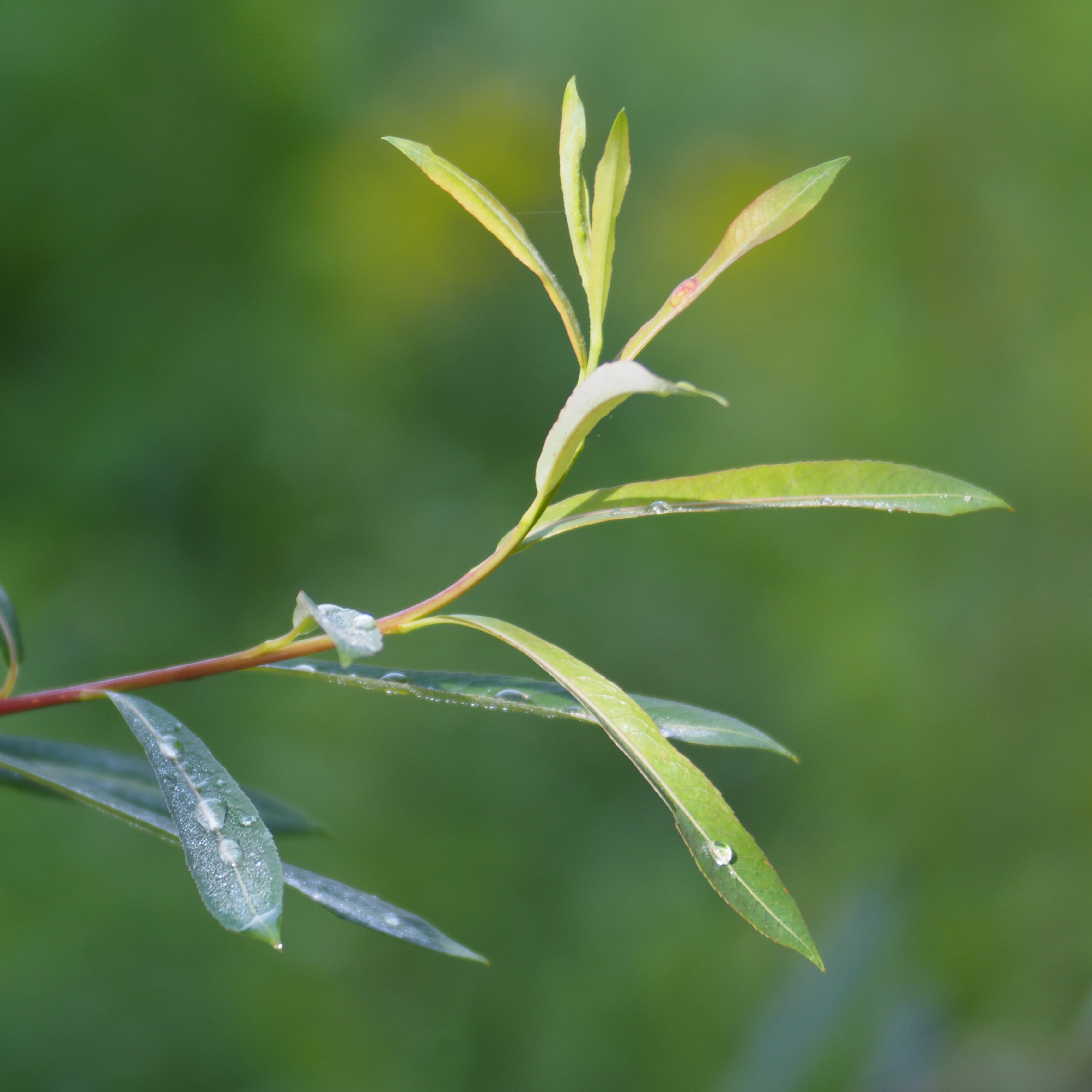 plant part, plant, fragility, children, vulnerability, outdoors, tranquility, trio plan, growth, soapbubble bokeh, leaf, plant stem, green color, leaves, Phone HD Wallpaper