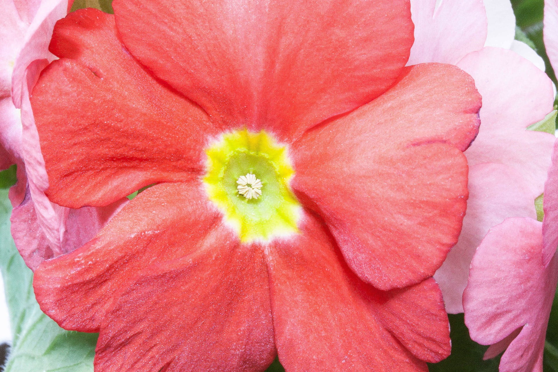 beauty in nature, flower, petal, pollen, no people, flower head, botany, fragrance, pink color, close-up, flowering plant, garden, red, fragility, soft focus, HD Wallpaper
