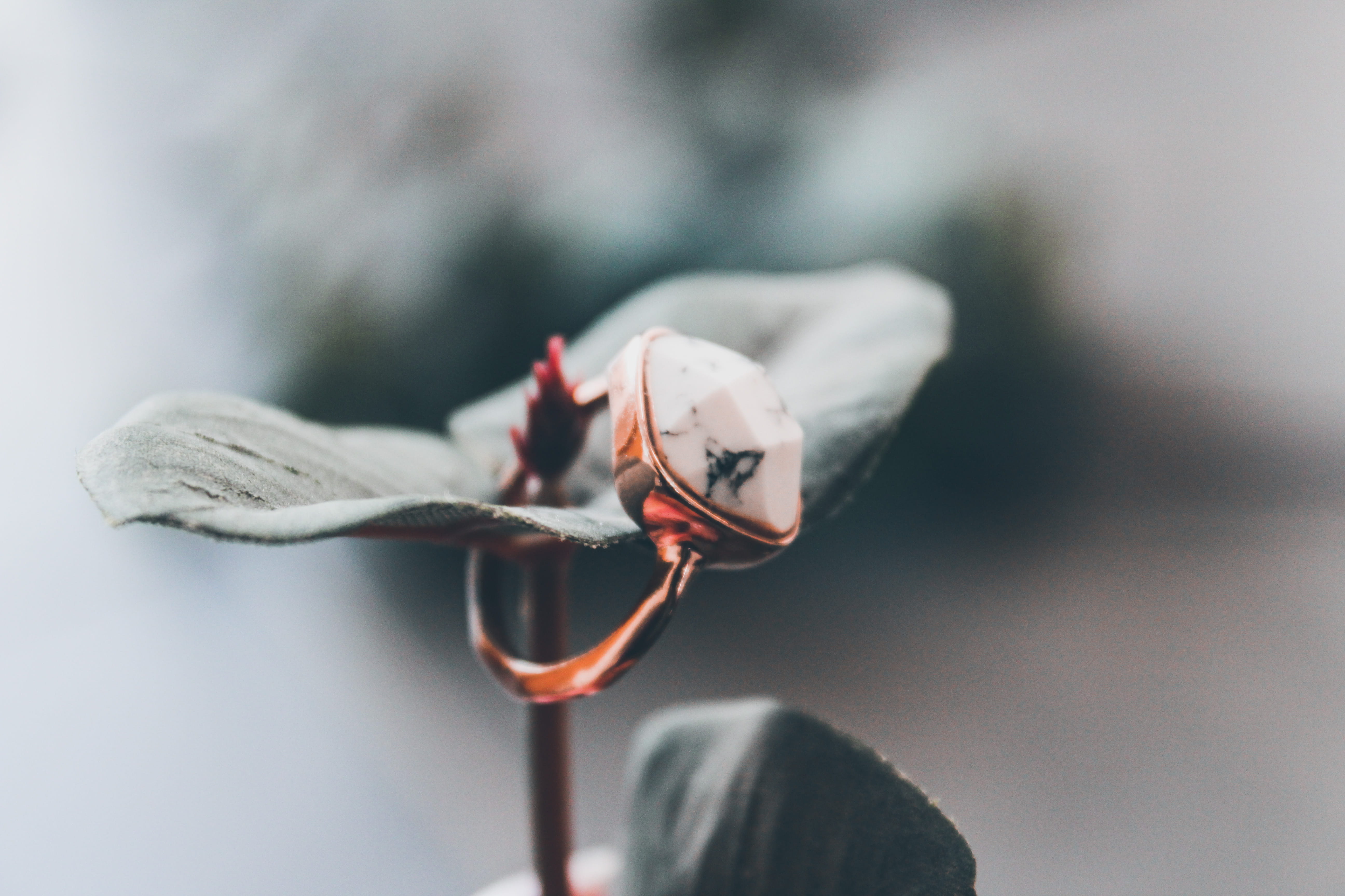 animal themes, knot, bird, close-up, plant, accessory, selective focus, flowering plant, vulnerability, goggles, focus on foreground, barbed wire, footwear, HD Wallpaper