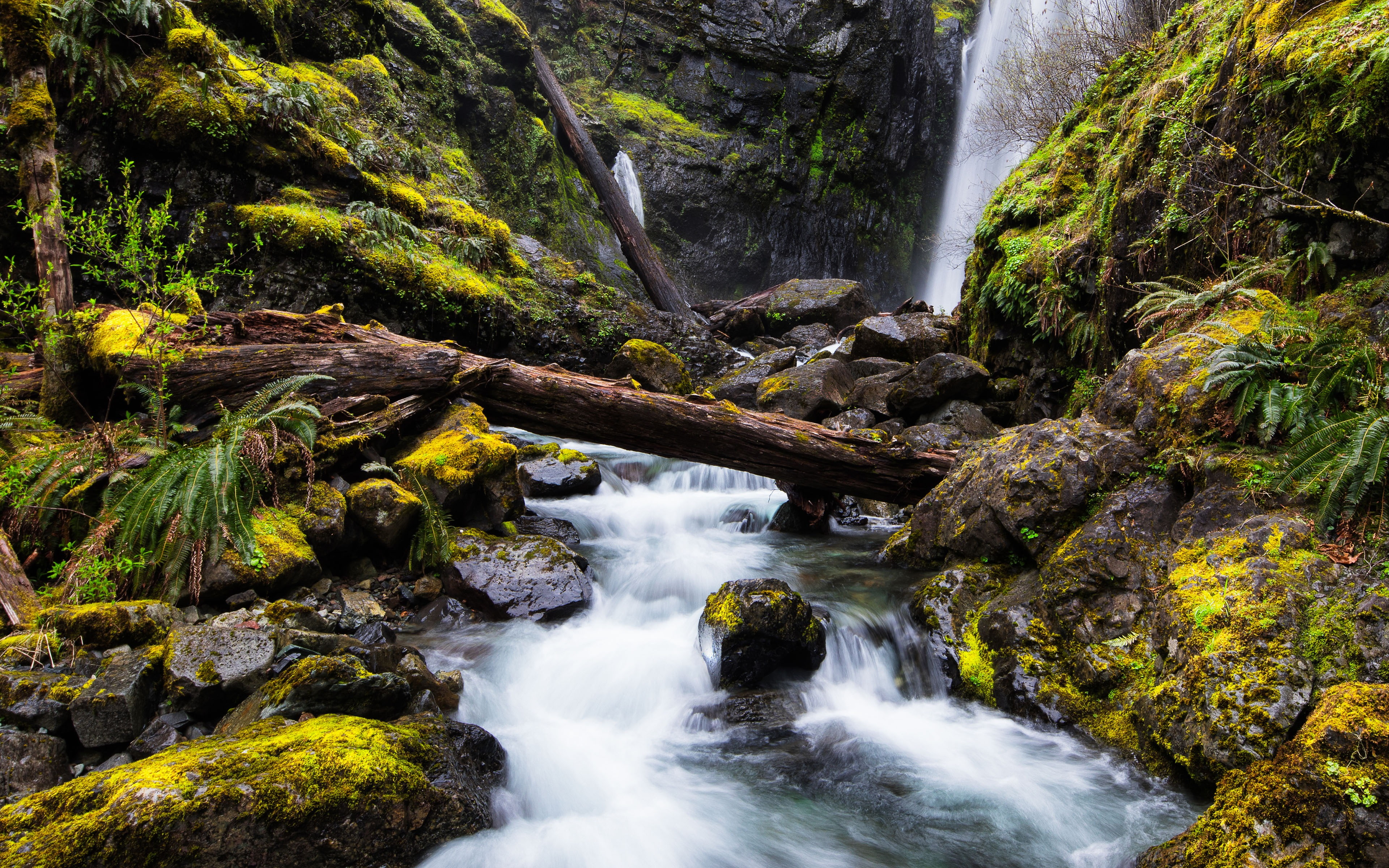 tree, forest, flowing water, land, river, non-urban scene, k, rock, waterfall, hd, stream - flowing water, outdoors, flowing, water, plant, nature, no people, HD Wallpaper