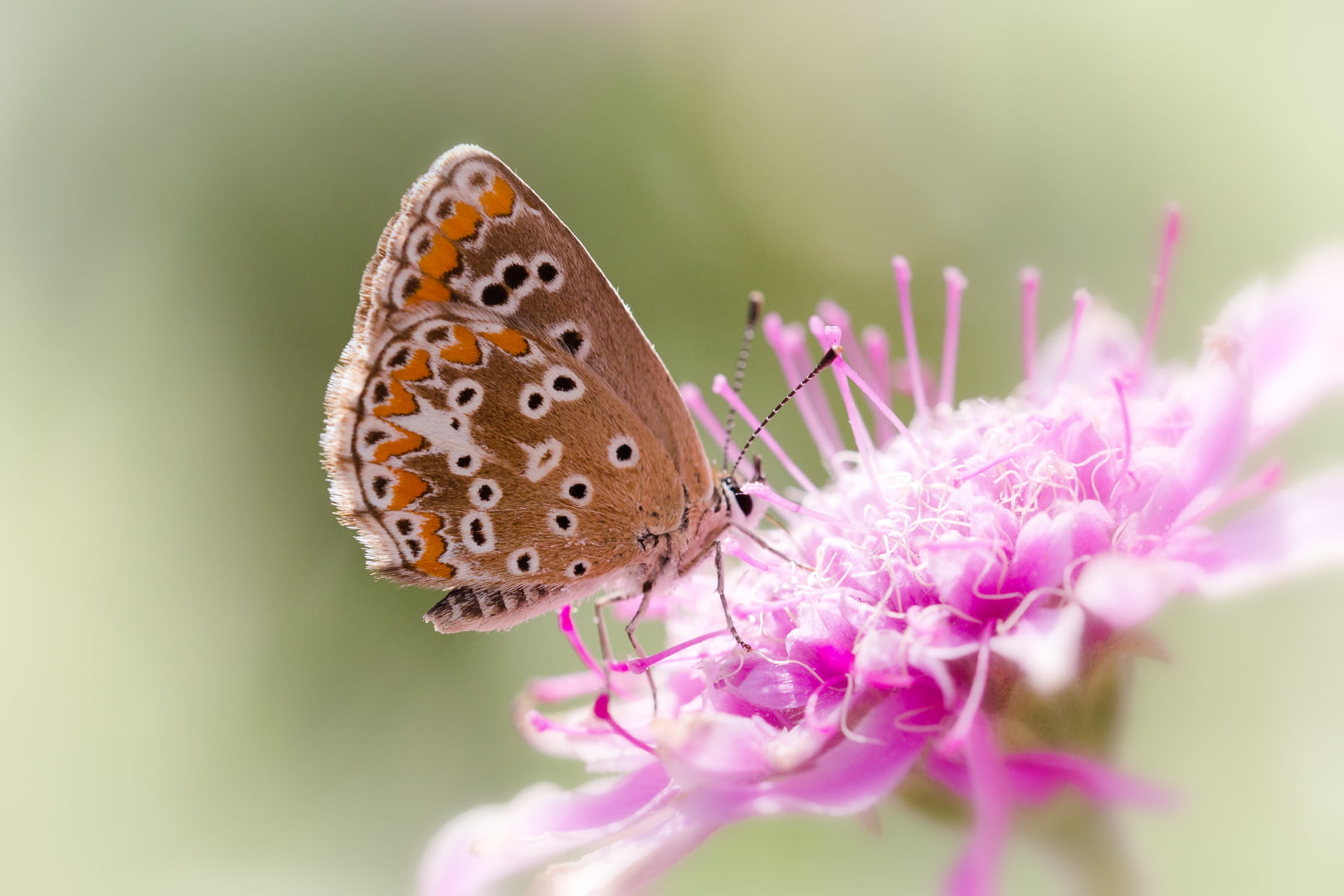 focus, Cumbre Vieja, insect, canaries, animal, shallow focus, nature, butterfly, multi Colored, la, shallow, 720P, pink, beauty In Nature, animal Wing, HD Wallpaper