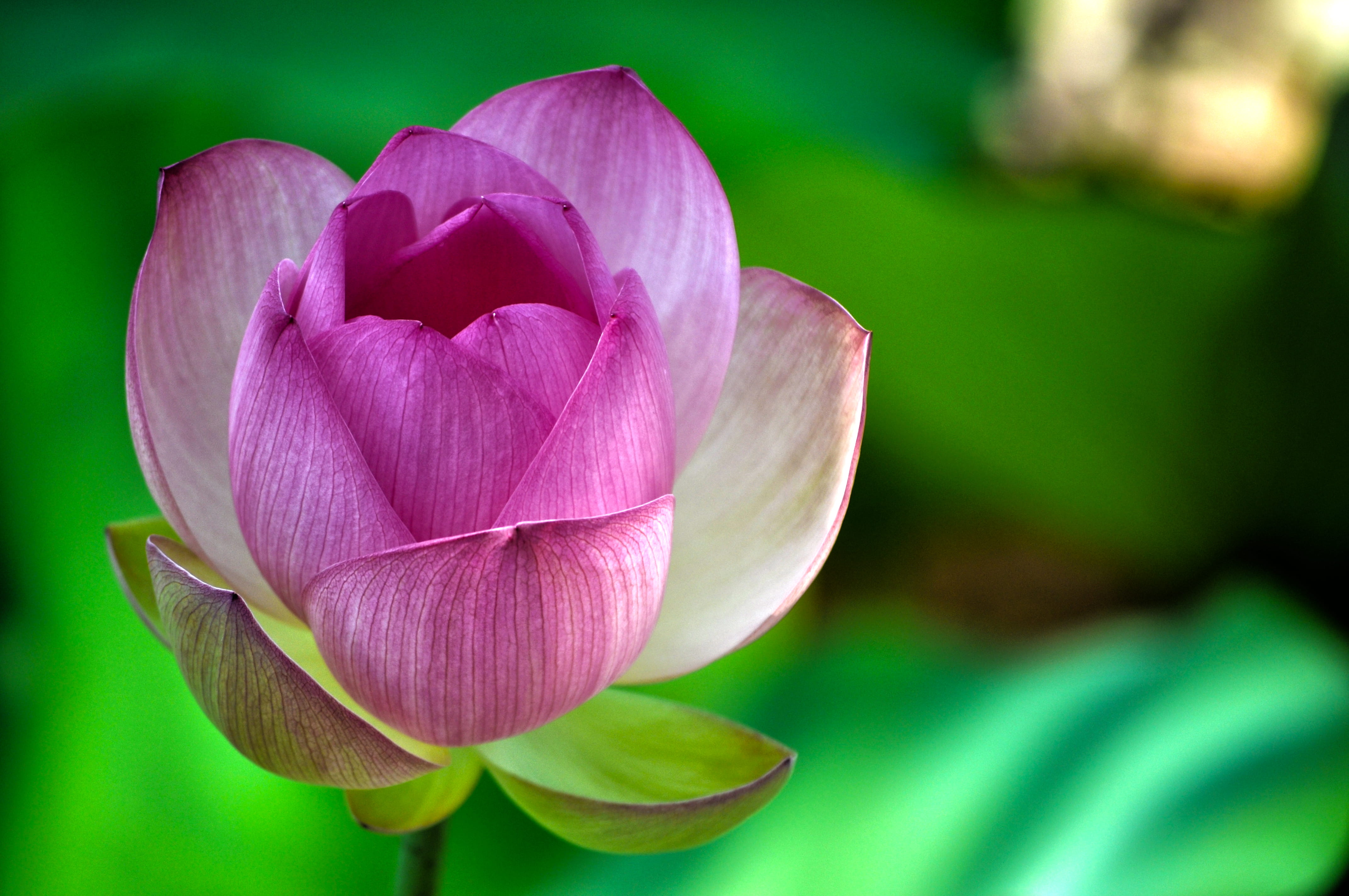 fragility, phot, flower head, pink color, o, nature, lotus water lily, softness, no people, 4K, vulnerability, close-up, purple, focus on foreground, leaf, HD Wallpaper