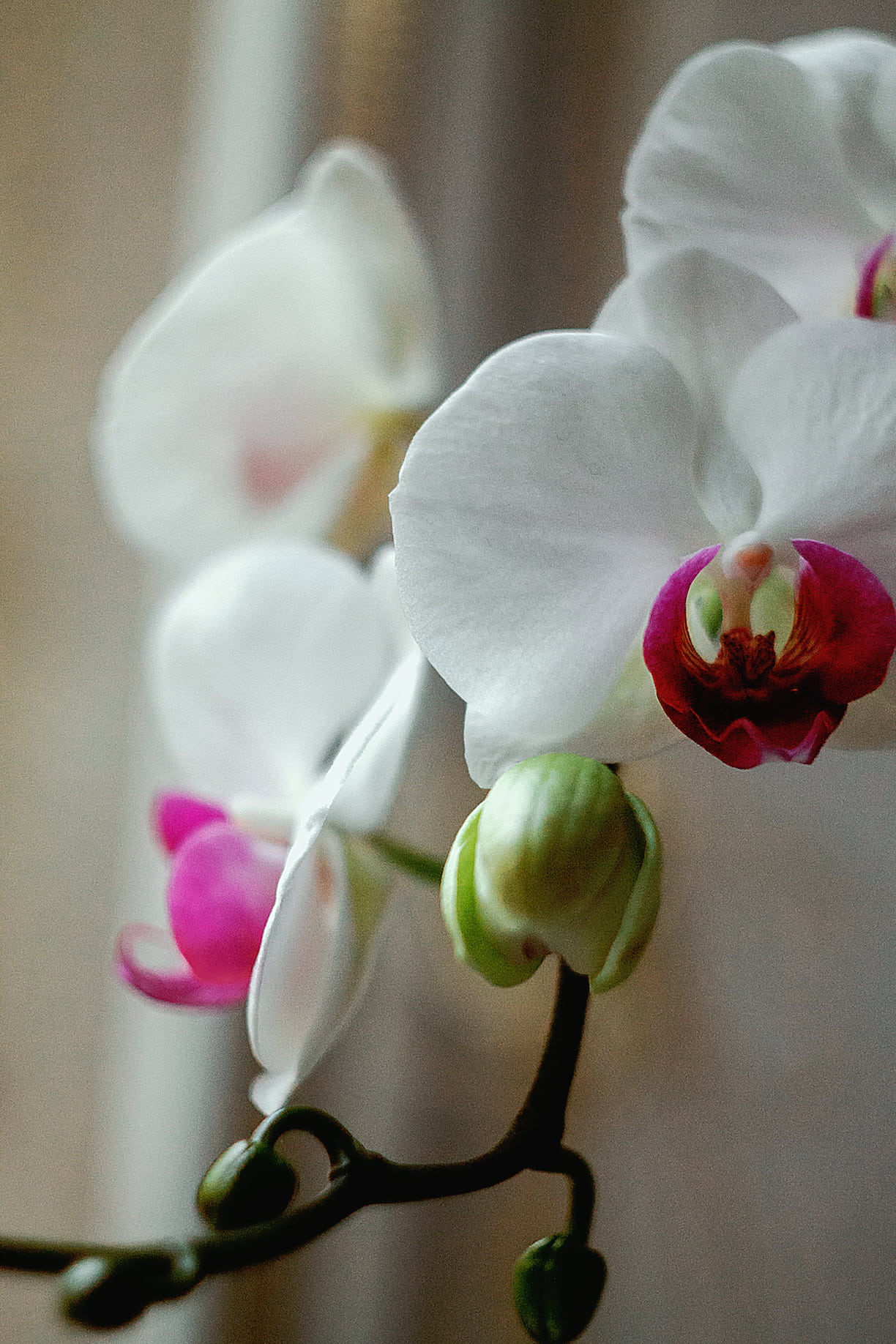 beauty in nature, flower arrangement, bloom, plant, red, flower head, branch, orchids, 720P, oof, softness, orchid, no people, plants, moth, growth, flowering plant, Phone HD Wallpaper