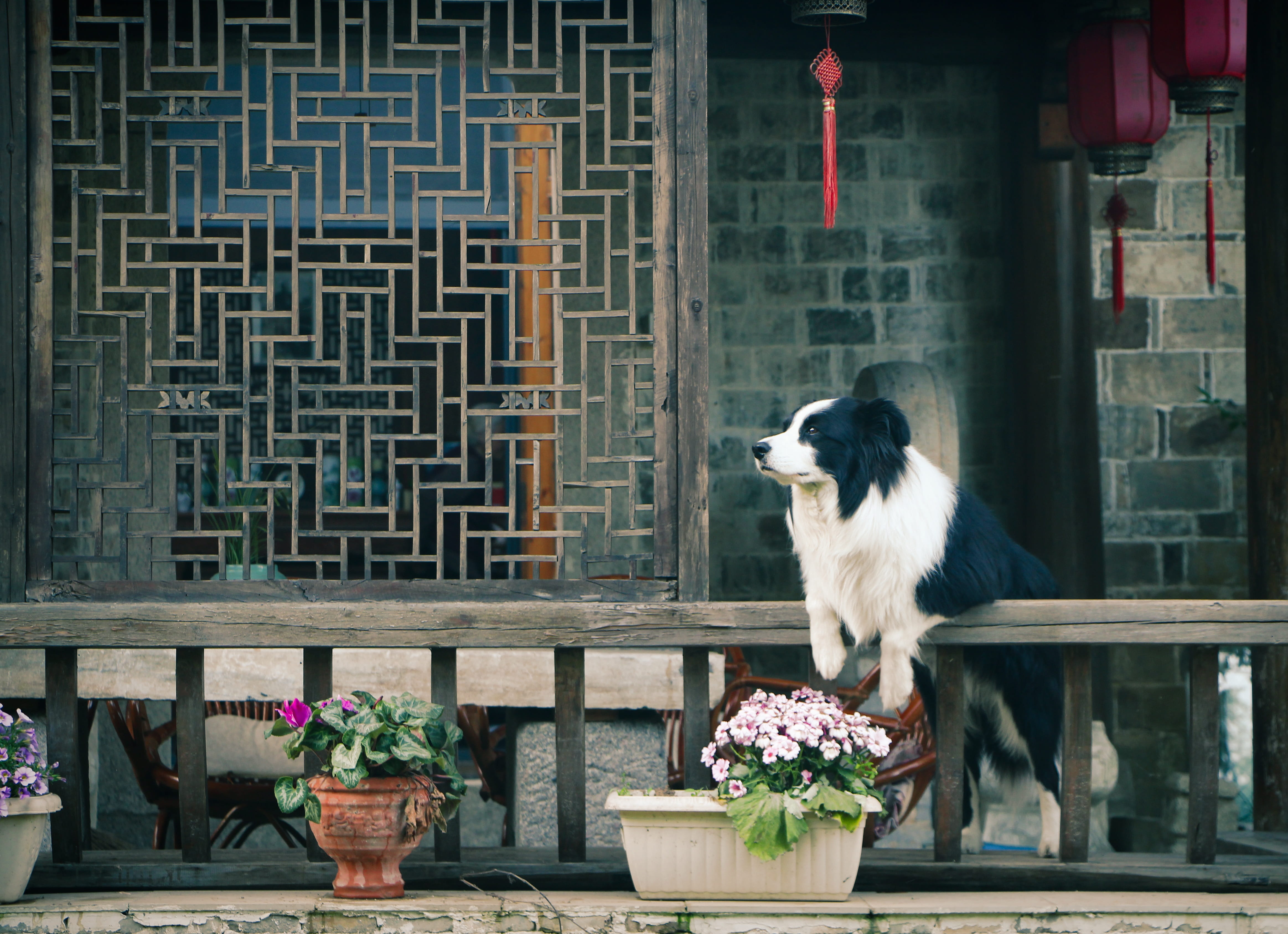 domestic, no people, focus, Dog, animal, Flower, domestic animals, black, pets, Pavilion, plant, nature, one animal, adult, 4K, day, phot, animal themes, HD Wallpaper
