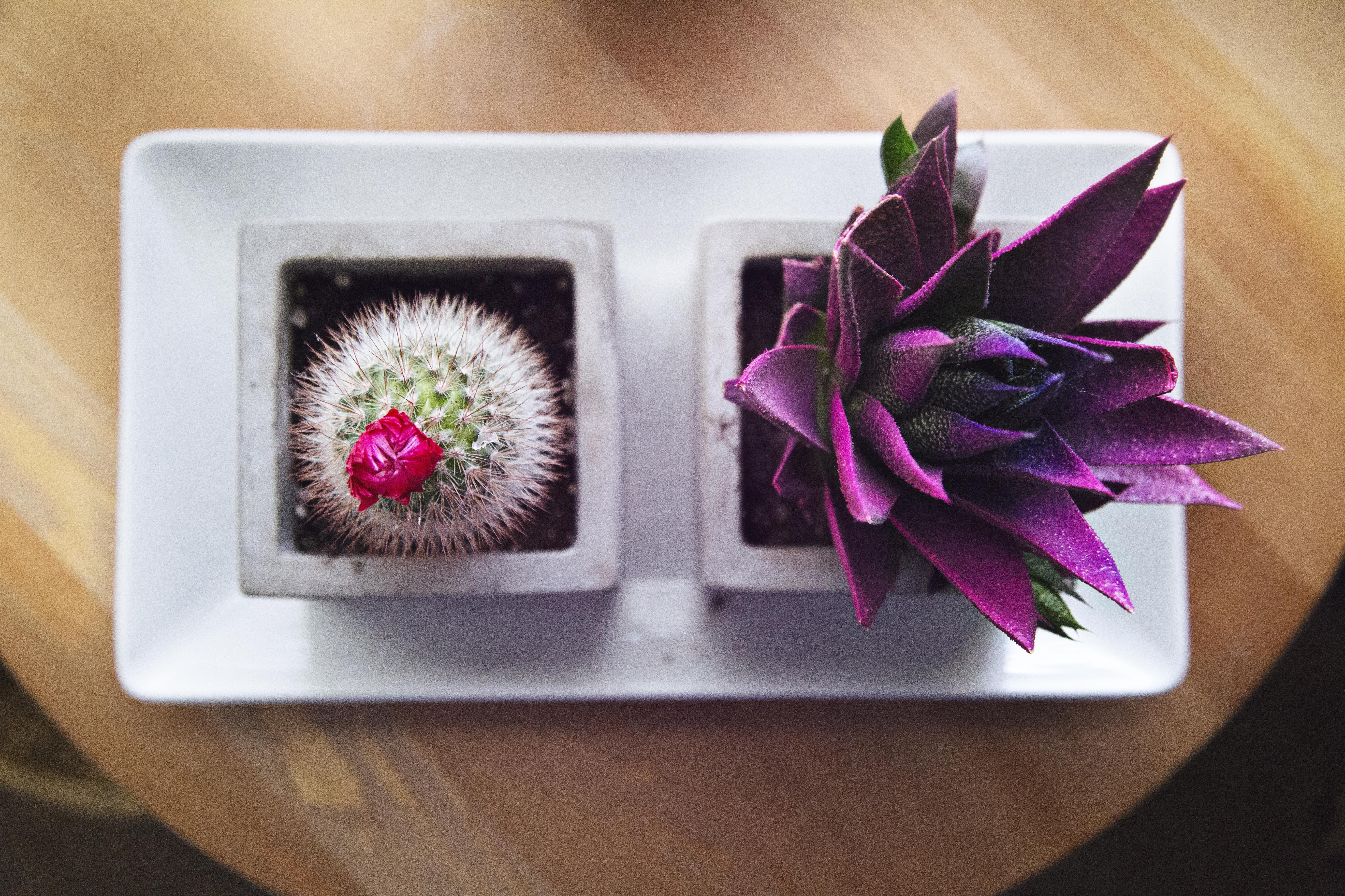 cactu, inflorescence, freshness, fragility, still life, vulnerability, cacti, flatlay, indoors, growth, petal, house plant, nature, no people, tray, beauty in nature, HD Wallpaper