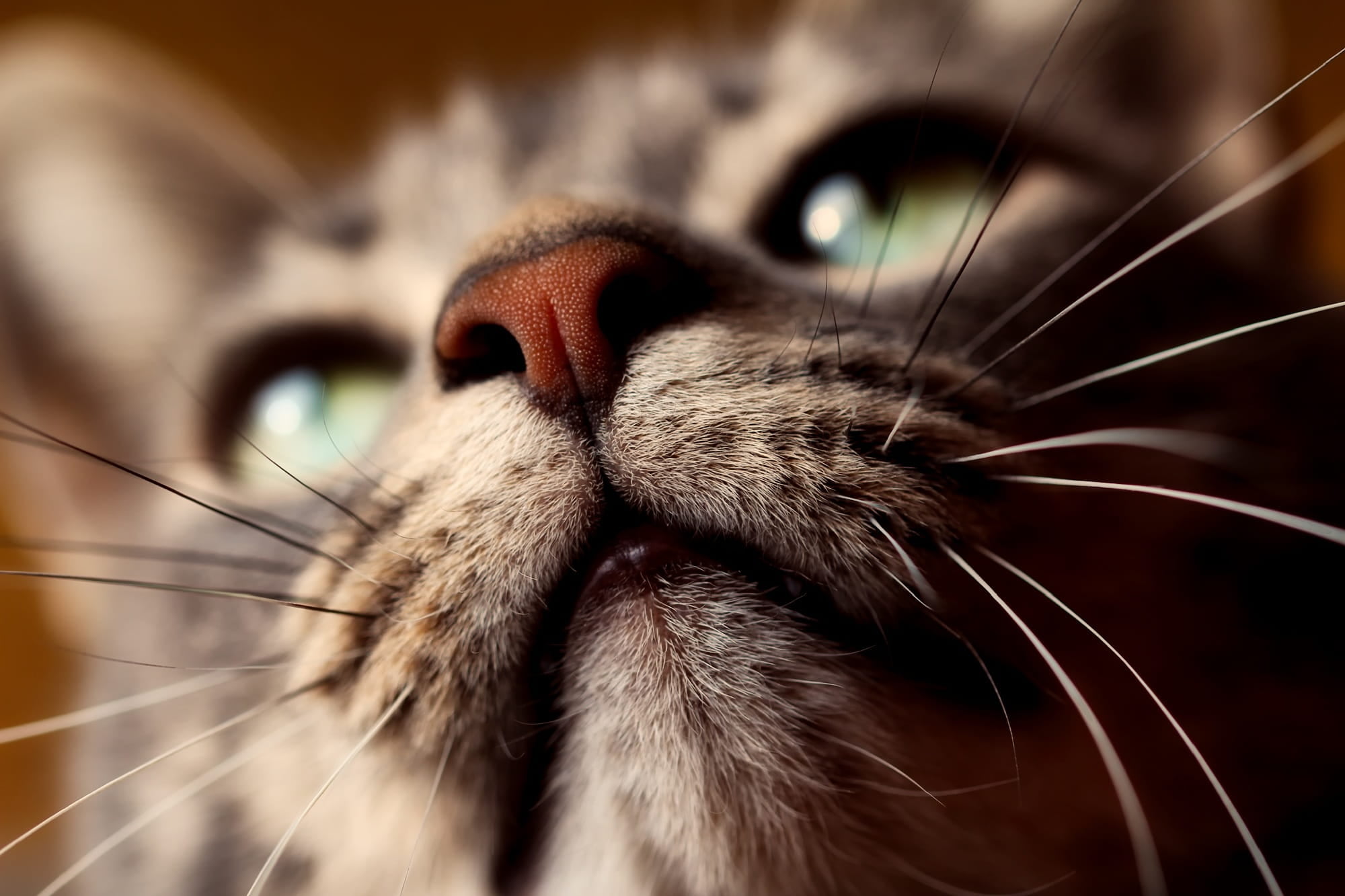 tabby, portrait, animal head, close-up, closeup, animal eye, domestic, cat, no people, cute, animal themes, animal mouth, phot, feline, whiskers, whisker, HD Wallpaper