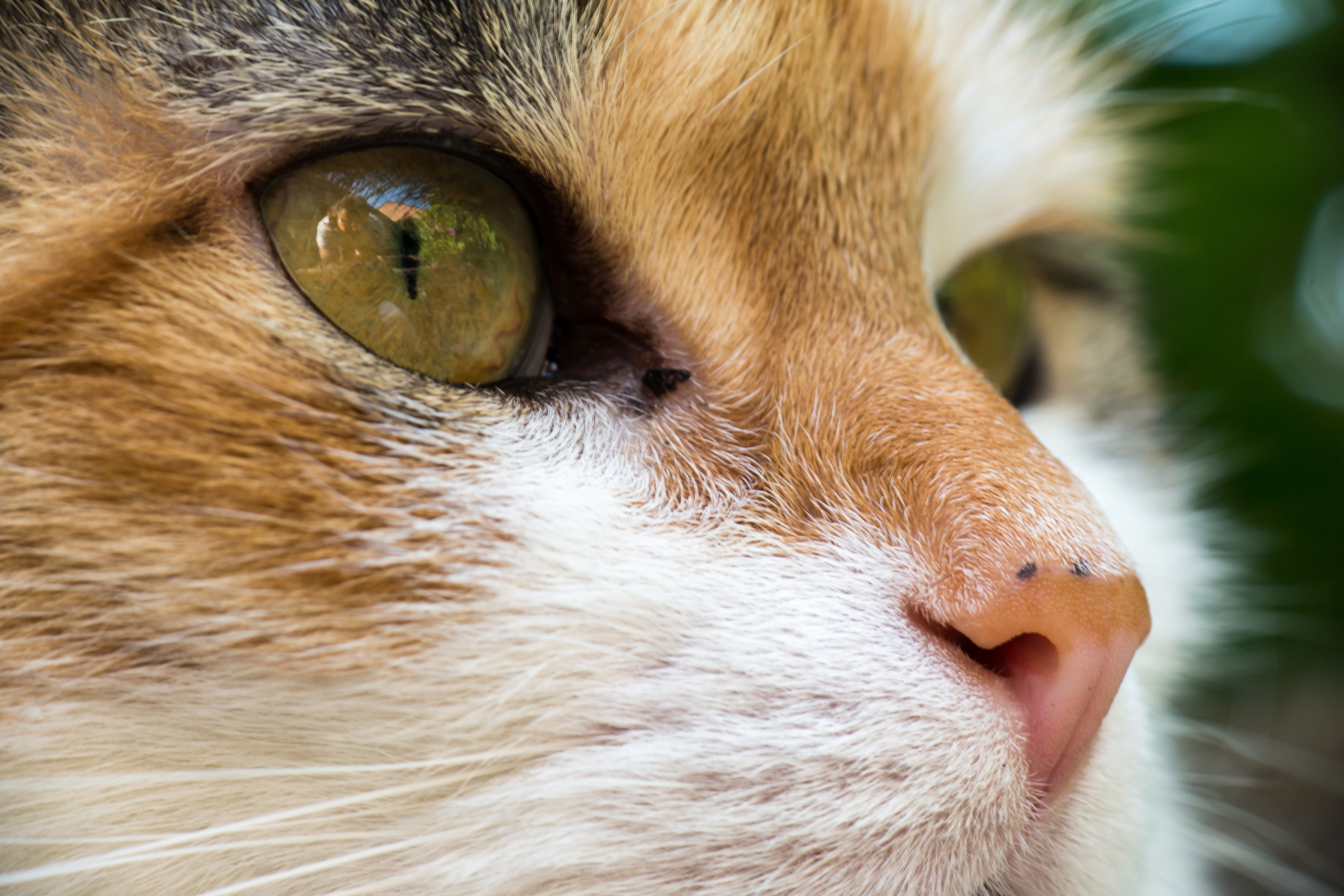 5K, portrait, cat, close-up, domestic, observation, animal, feline, orange, pets, animal head, animal eye, listen, animal portrait, animal mouth, phot, HD Wallpaper