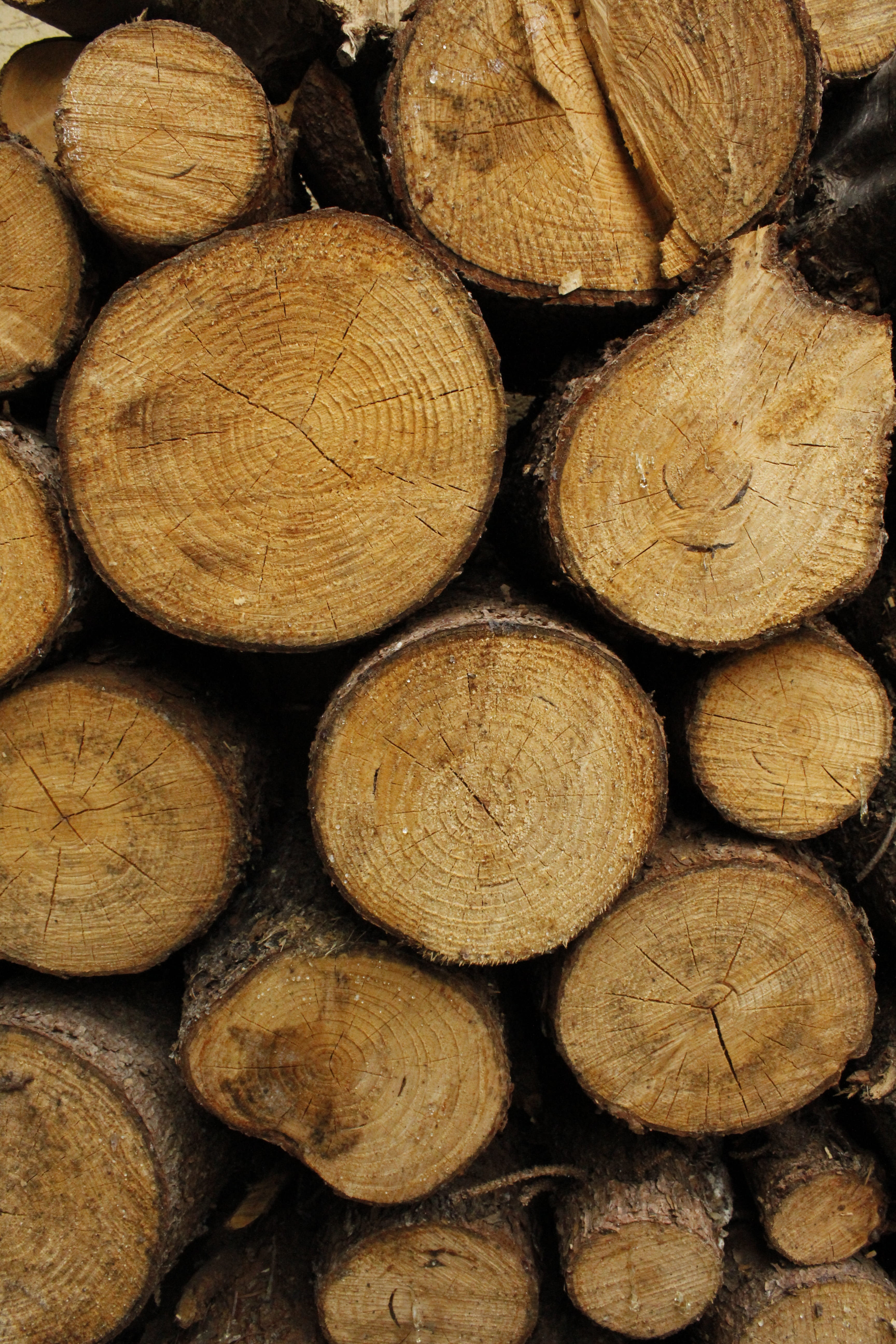 deforestation, textured, woodpile, chopped, full frame, large group of objects, abundance, wood, prism, plant, forest, évgyűrűk, no people, stubs, growth-ring, Phone HD Wallpaper