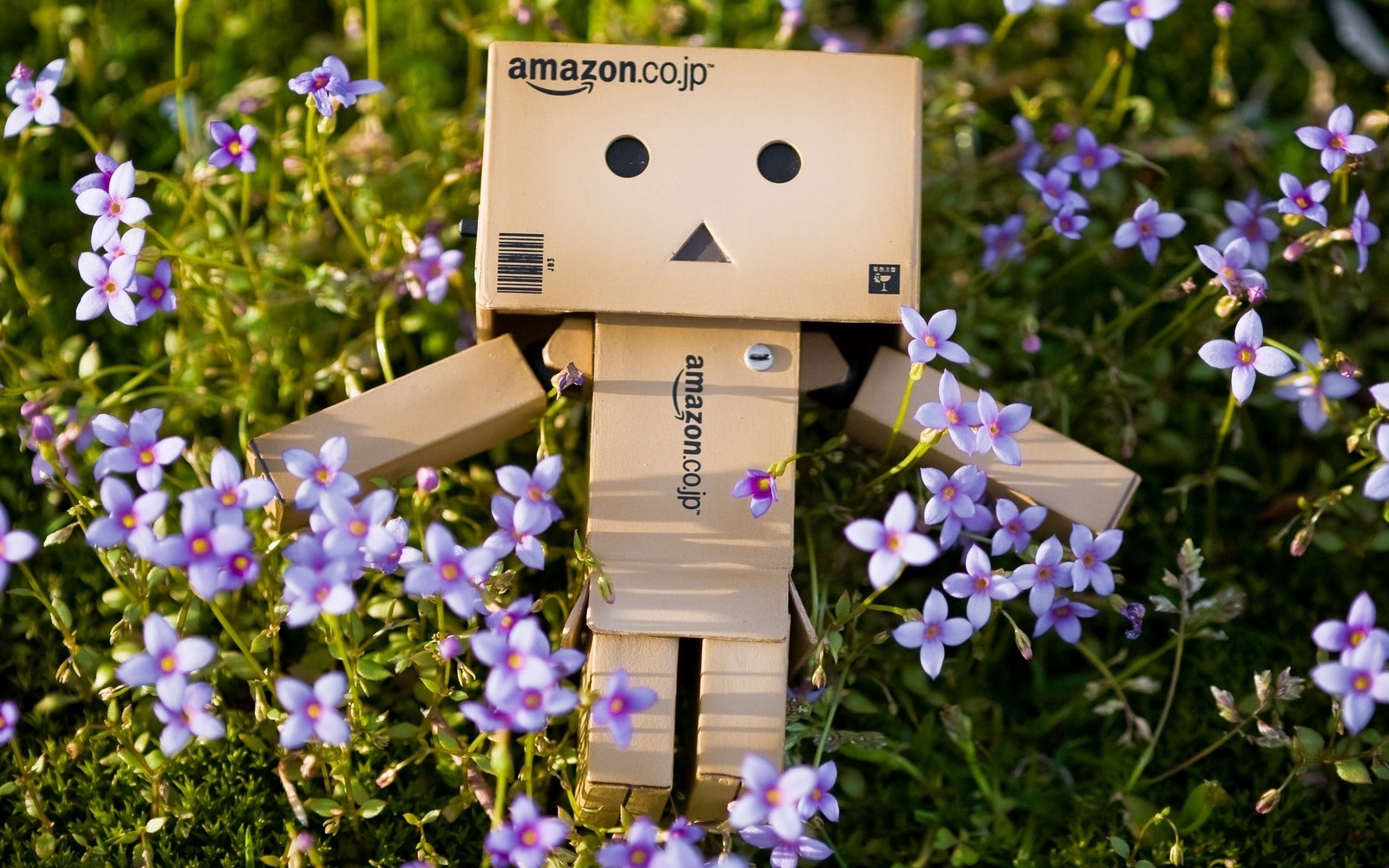 flowers, day, cardboard, springtime, 2K, love, representation, summer, grass, gift, plant, flower Head, freshness, flowering plant, amazon, text, close-up, HD Wallpaper