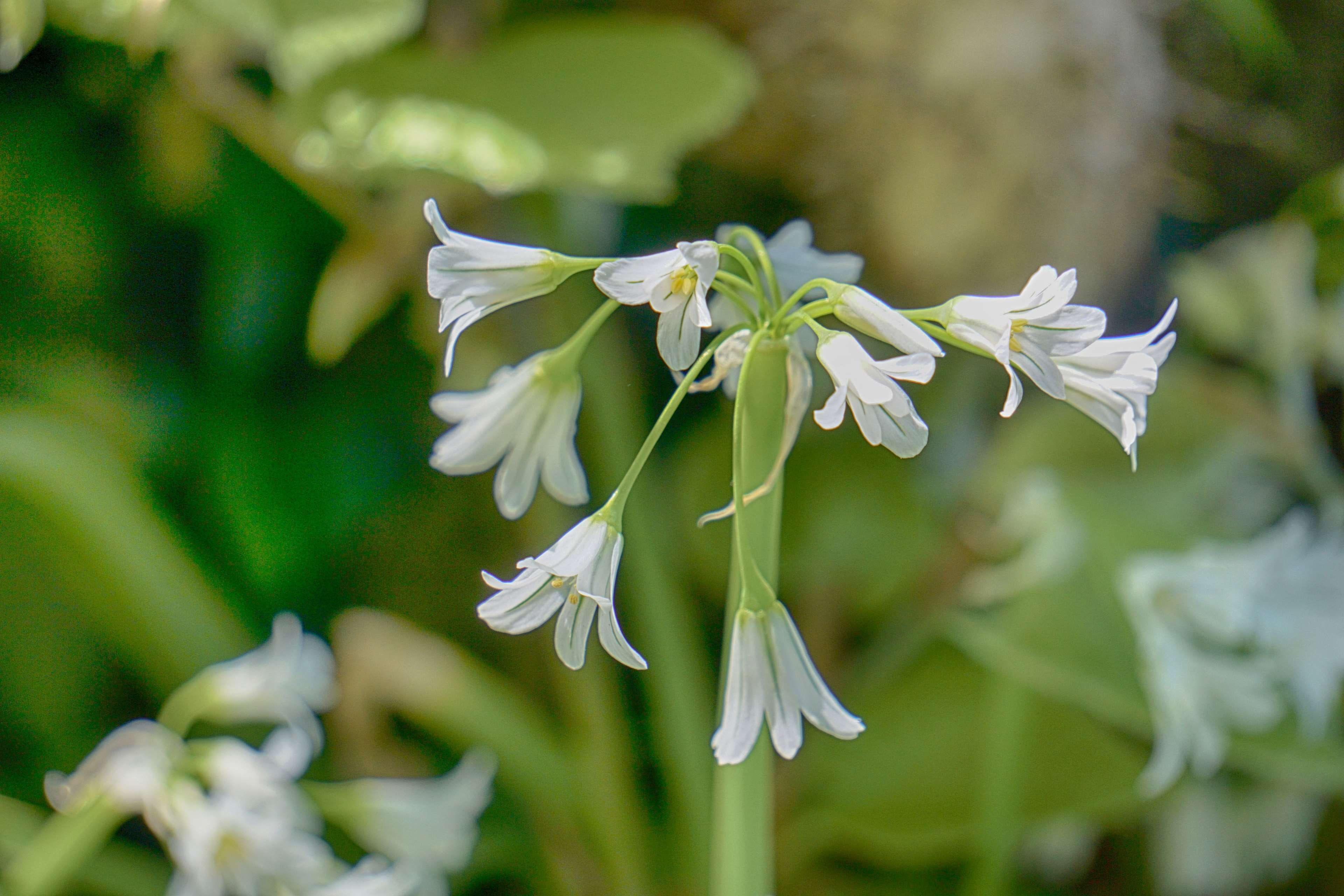flower head, day, vulnerability, fleurs blanches, petal, beauty in nature, flore, fleurs, no people, white color, blossom, botanique, inflorescence, growth, HD Wallpaper