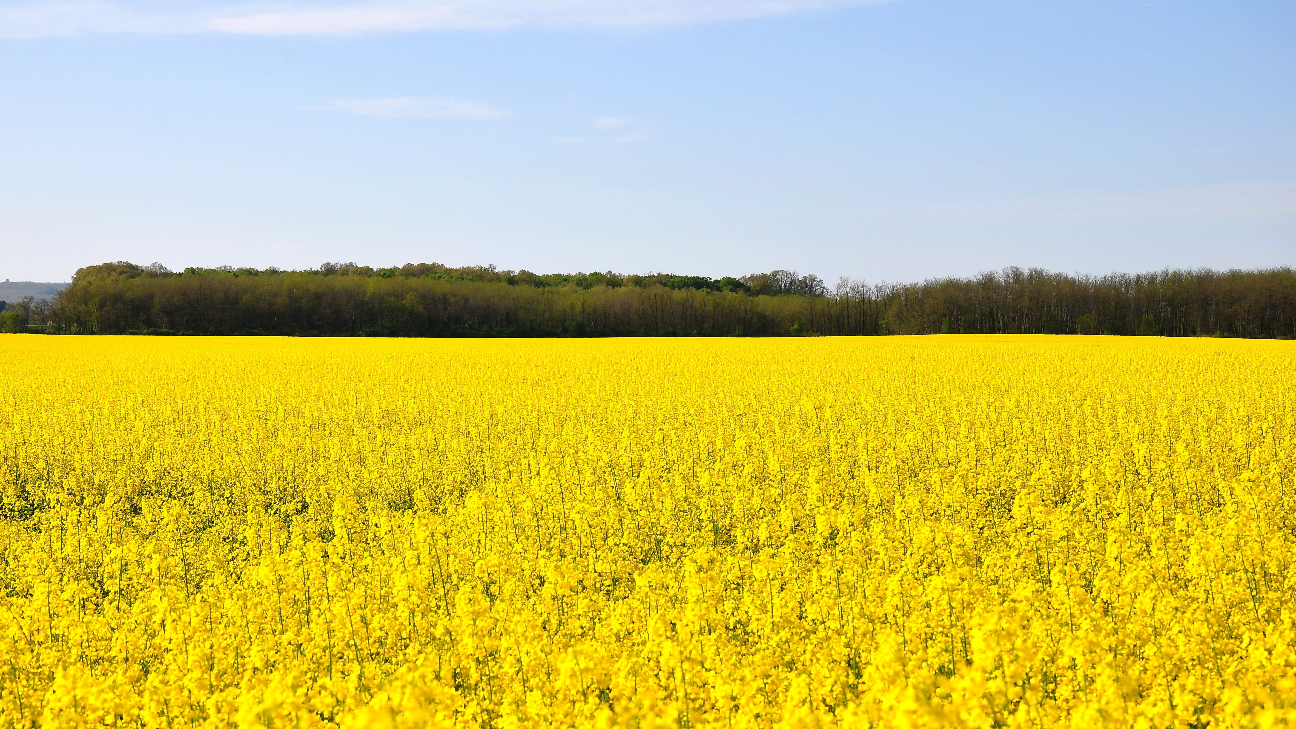 canola, agriculture, beauty in nature, flowering plant, spring, clear, sky, yellow, summer, growth, tranquil scene, nature, scenics - nature, environment, HD Wallpaper