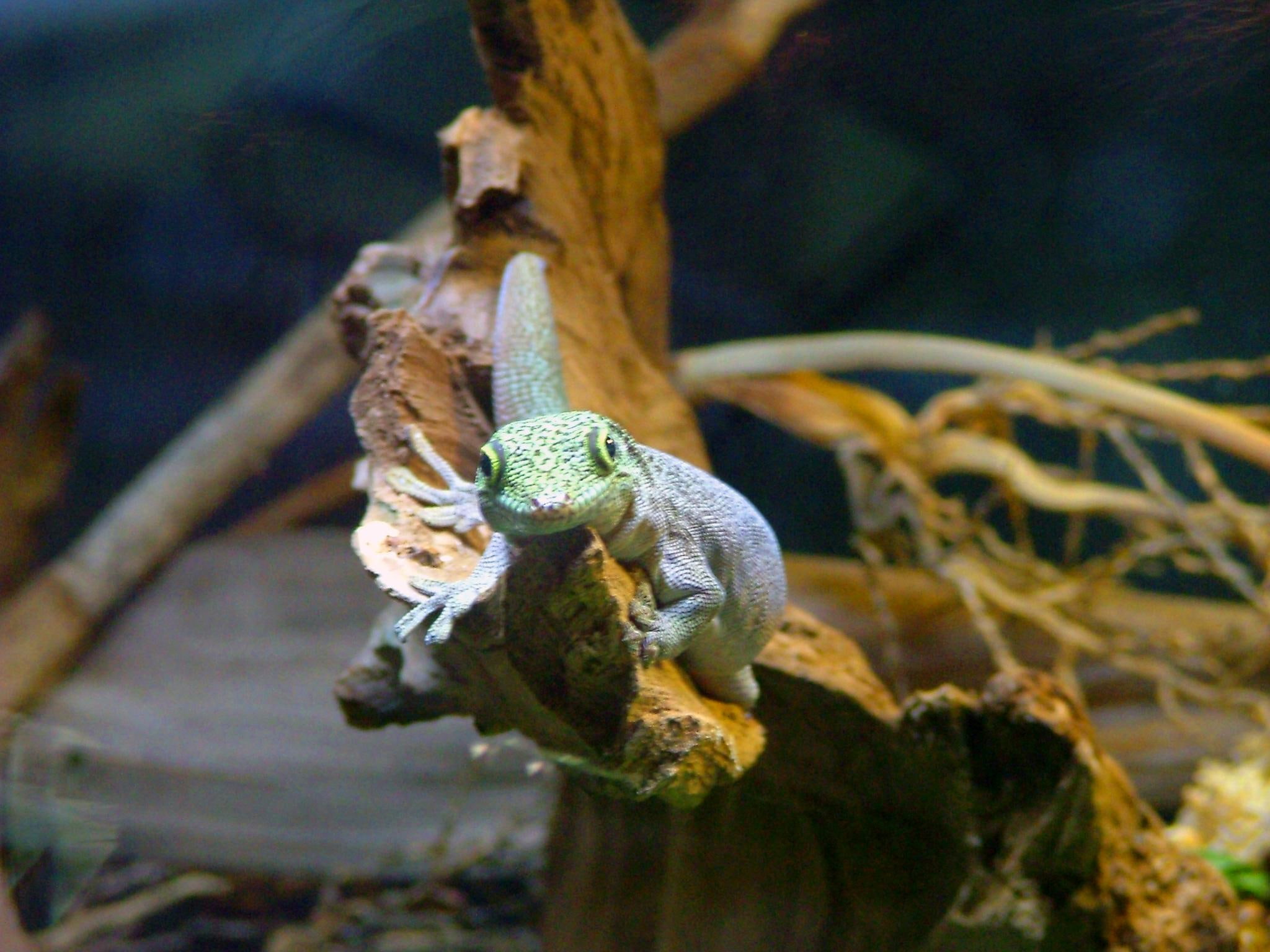 see, 1080P, can, gecko, lizard, reptiles, lizards, u, animals, HD Wallpaper