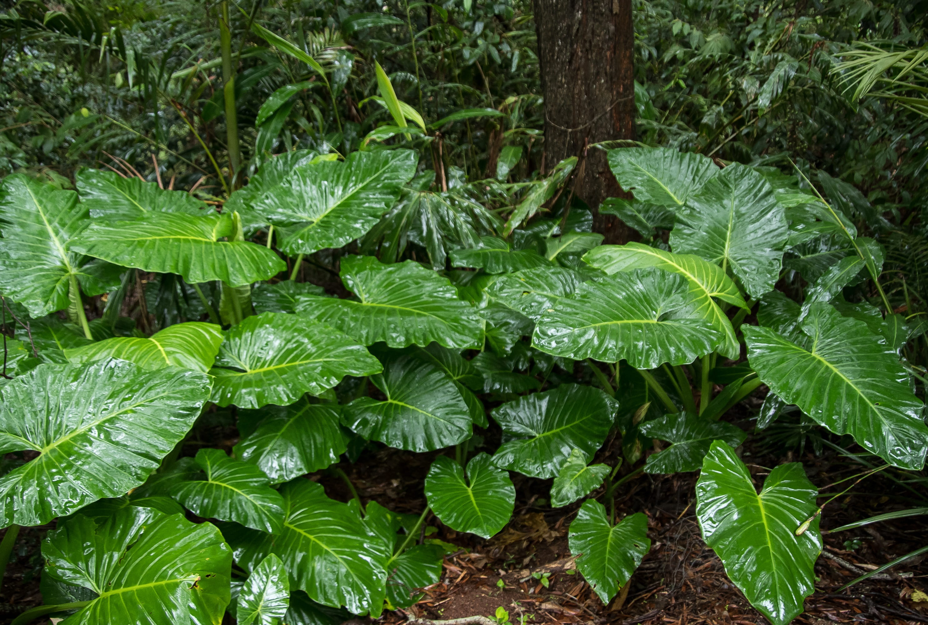 leaf, plant part, wild, plant, green color, beauty in nature, australia, vegetable, native, rain, day, green, cunjevoi, freshness, nature, queensland, food, HD Wallpaper