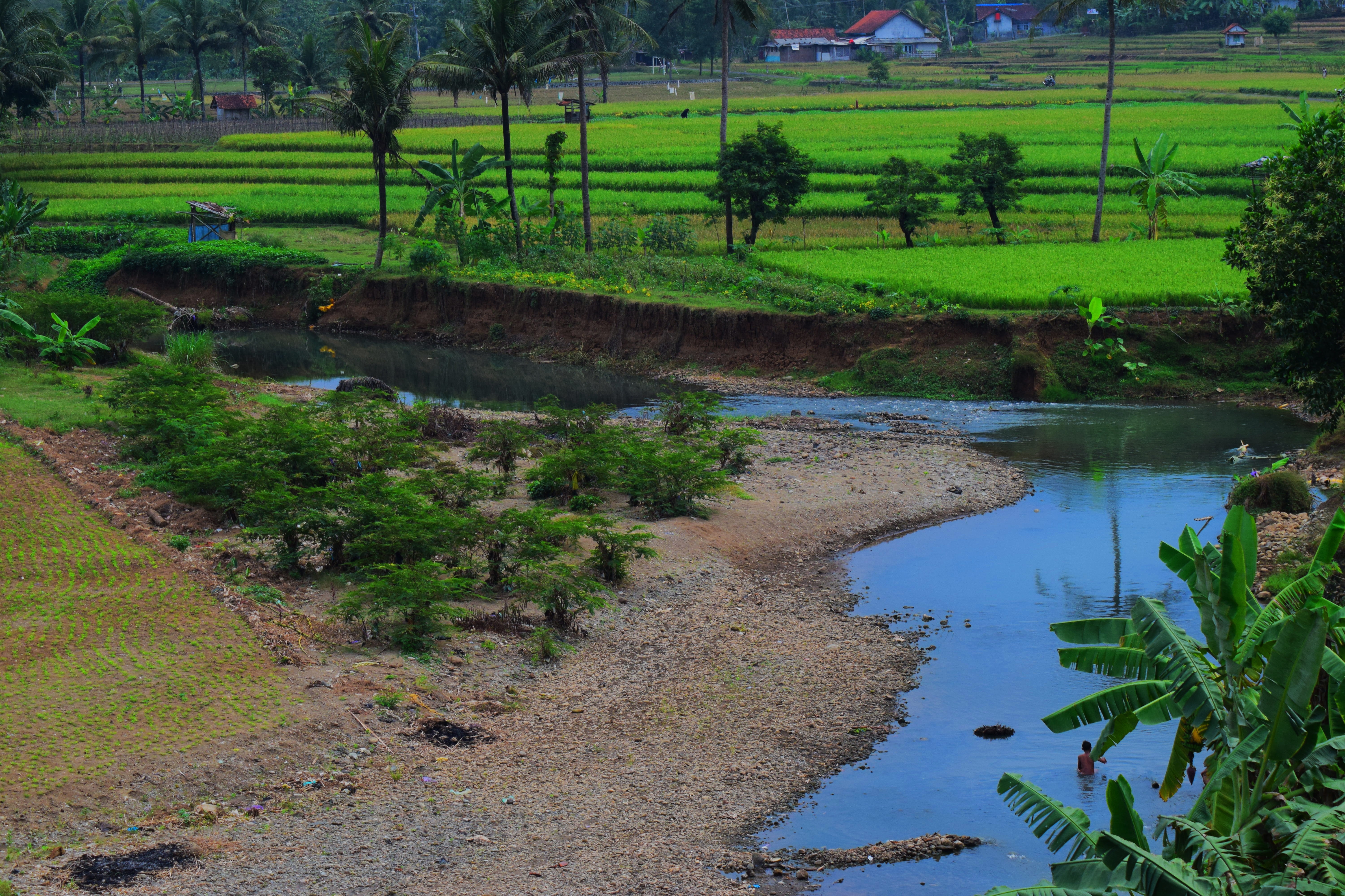 field, purwokerto, nature, lake, no people, landscape, 5K, green color, river, tranquility, green, growth, valley, beauty in nature, agriculture, village, HD Wallpaper