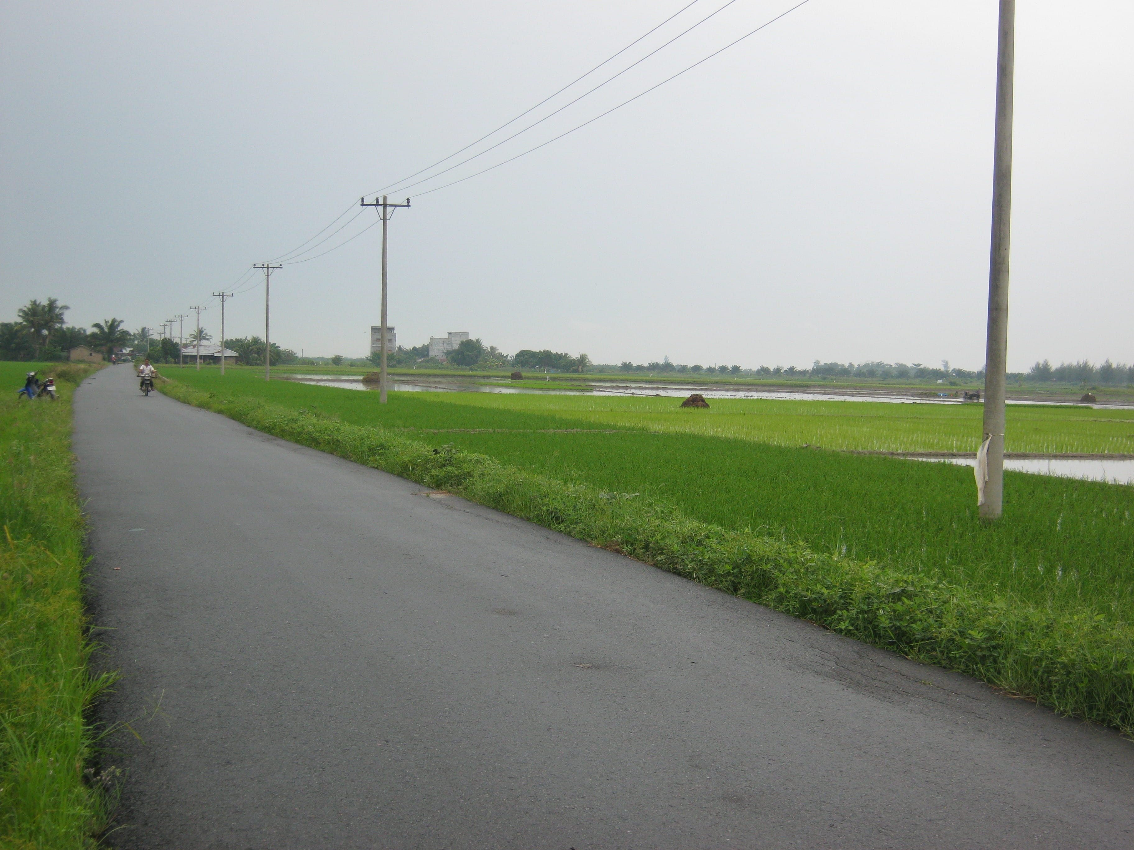 the way forward, grass, direction, road, transportation, sky, environment, cable, no people, plant, field, telephone line, outdoors, nature, Water, diminishing perspective, HD Wallpaper