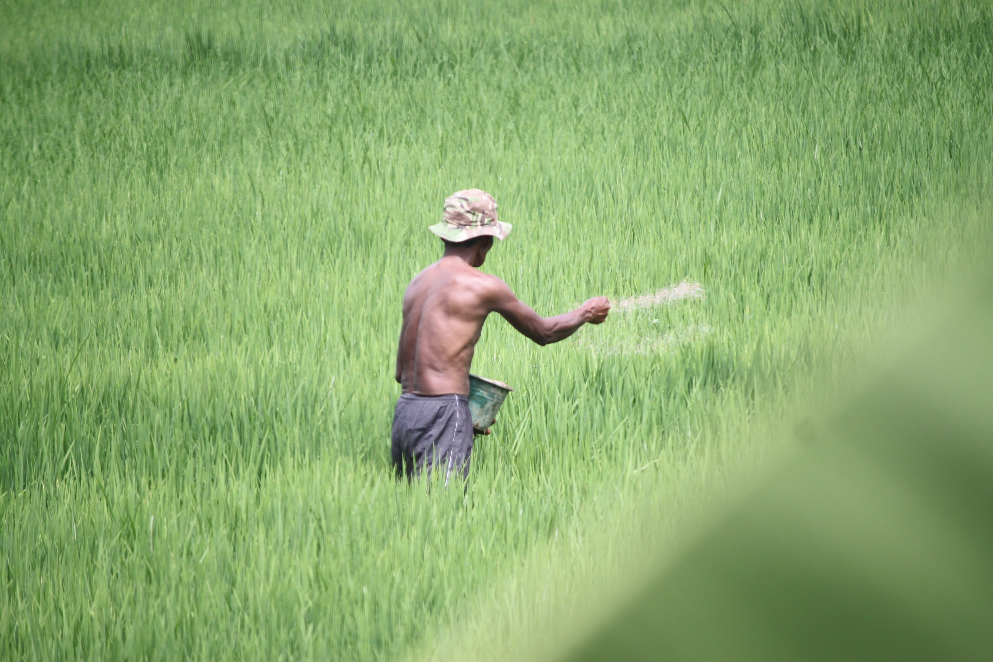 adult, farm, nature, rural scene, rice - cereal plant, outdoors, plant, agriculture, grass, growth, 2K, occupation, working, Field, green color, land, HD Wallpaper