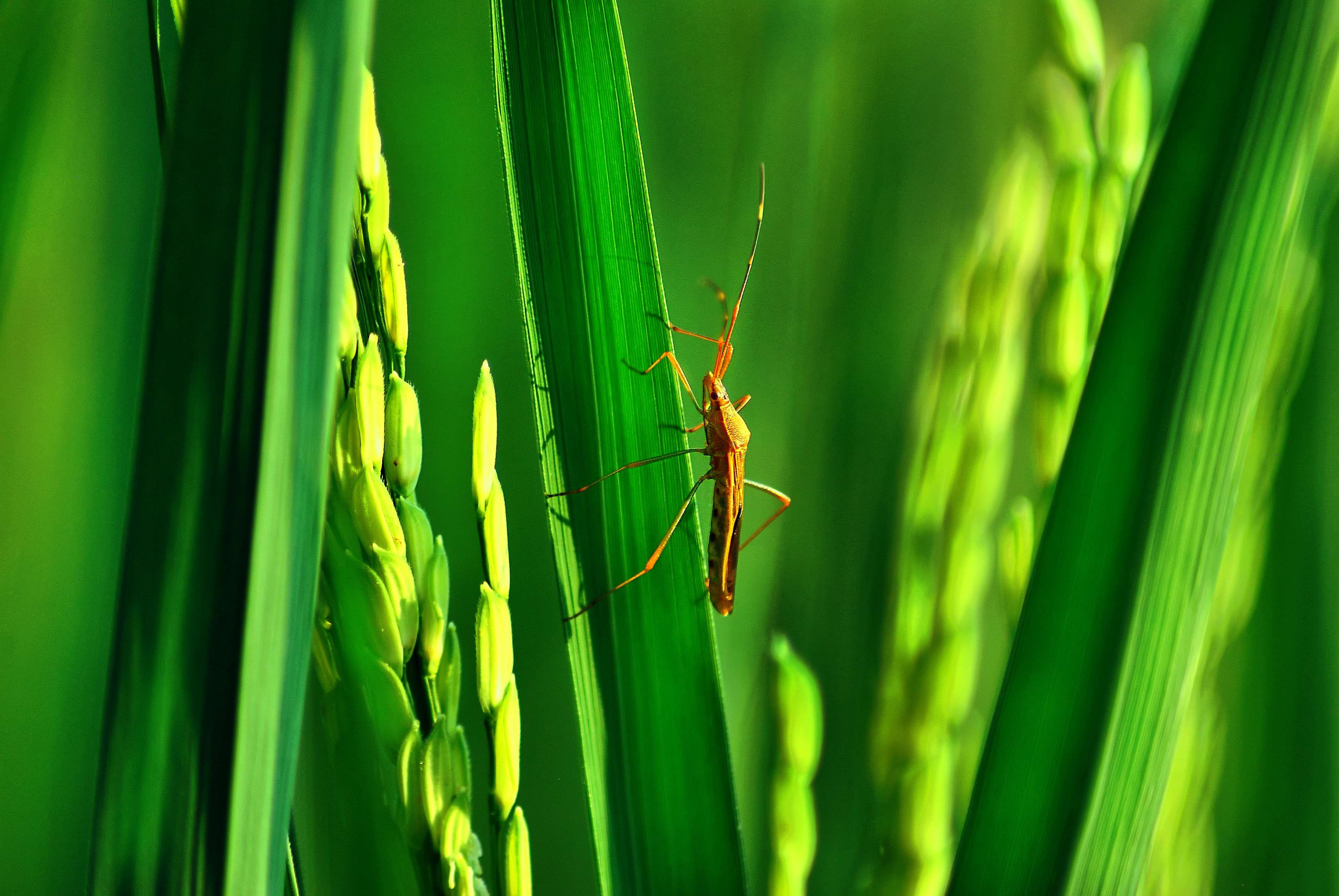grass, leaf, nature, one animal, green, no people, close-up, green color, plant, bugs, growth, bekasi, landscape, focus on foreground, insect, day, outdoors, HD Wallpaper