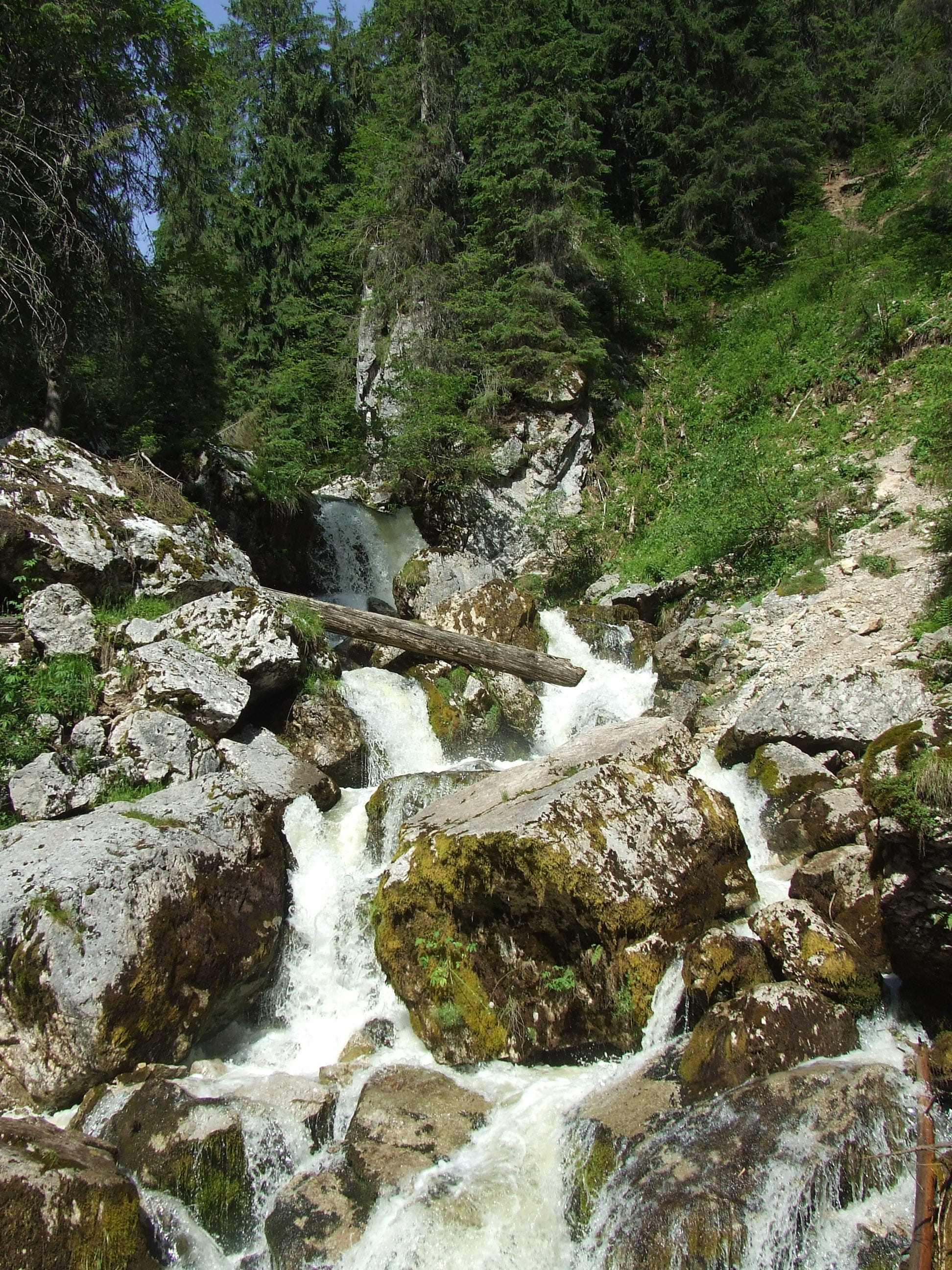 downloading, scenics - nature, Forest, Nature, day, beauty in nature, tree, 2K, tranquil scene, outdoors, solid, plant, tranquility, transylvania, stream - flowing water, Phone HD Wallpaper
