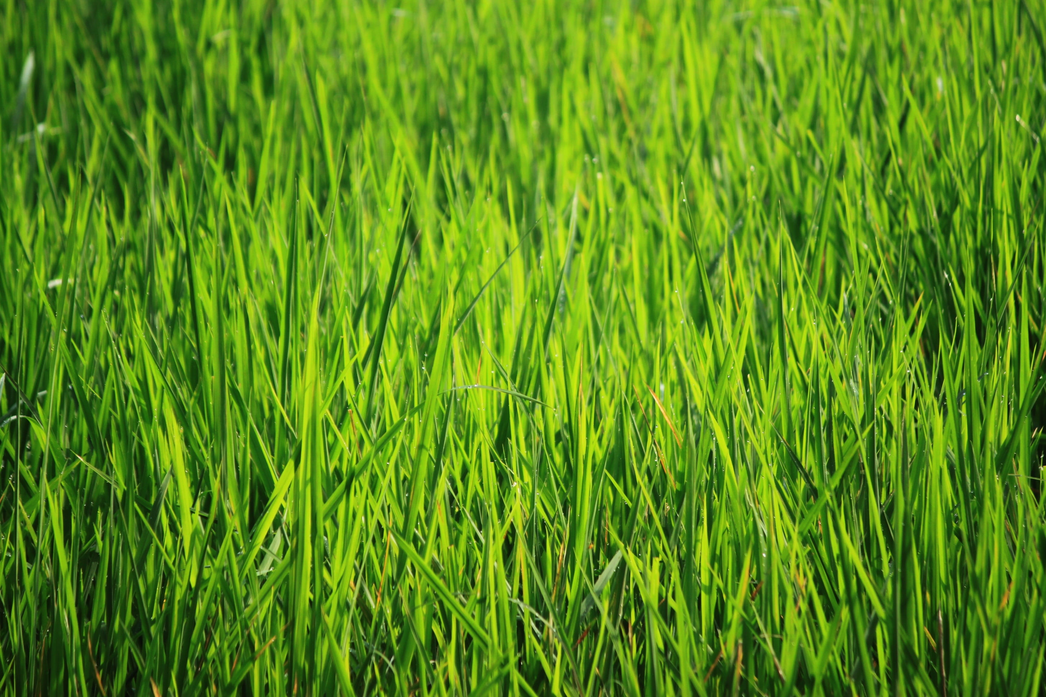 backgrounds, indonesian rice, grass, lush foliage, rural scene, cereal plant, agriculture, Green, village, tranquility, beauty in nature, bakground, outdoors, HD Wallpaper