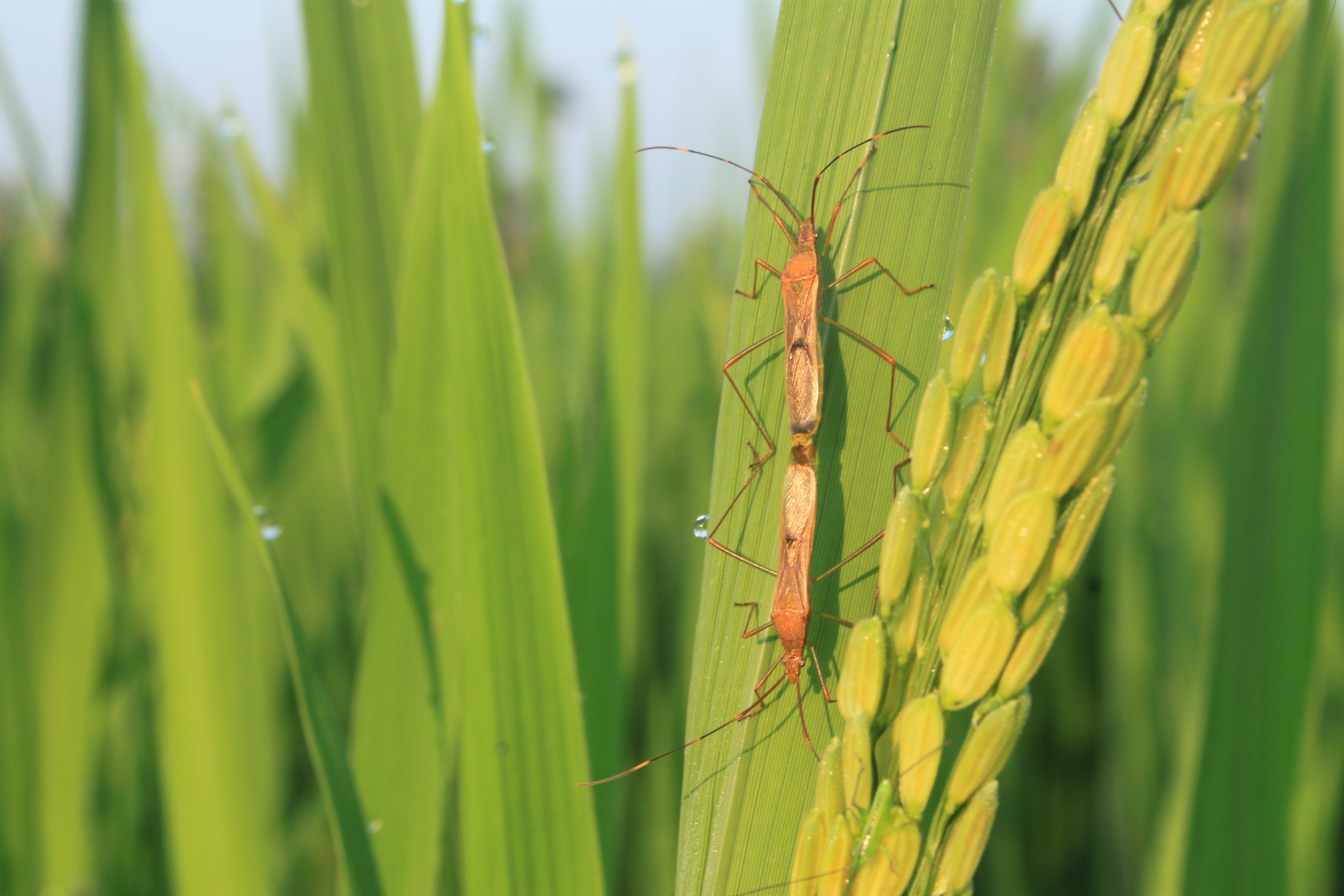green, outdoors, focus on foreground, blade of grass, growth, grass, day, green color, rural, plant, indonesian, one animal, close-up, invertebrate, 2K, HD Wallpaper