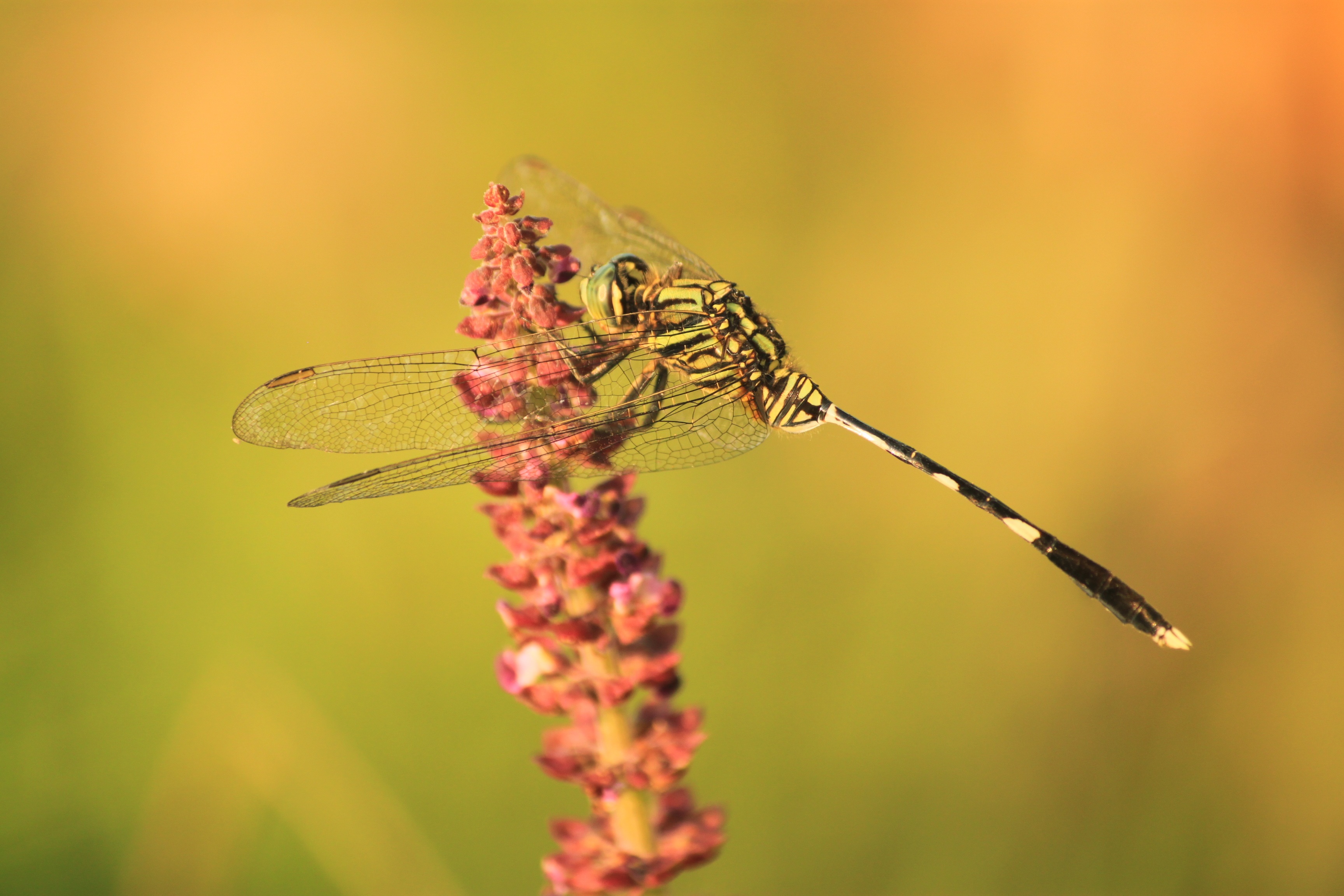 animal wildlife, invertebrate, flower, zoology, banyumas, insect, kinjeng, jateng, day, 2K, close-up, flowering plant, dragonfly, insects, nature, animal wing, HD Wallpaper