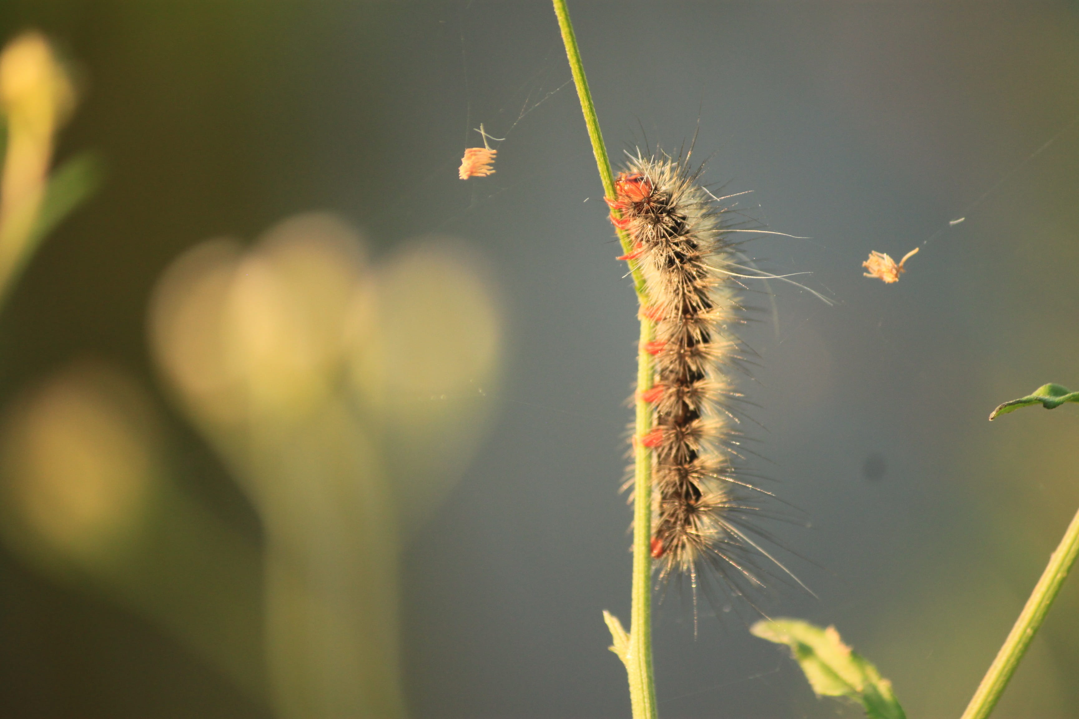 green color, plant, insect, banyumas, indonesian, close-up, animals in the wild, beauty in nature, Feather, animal themes, one animal, outdoors, focus on foreground, HD Wallpaper