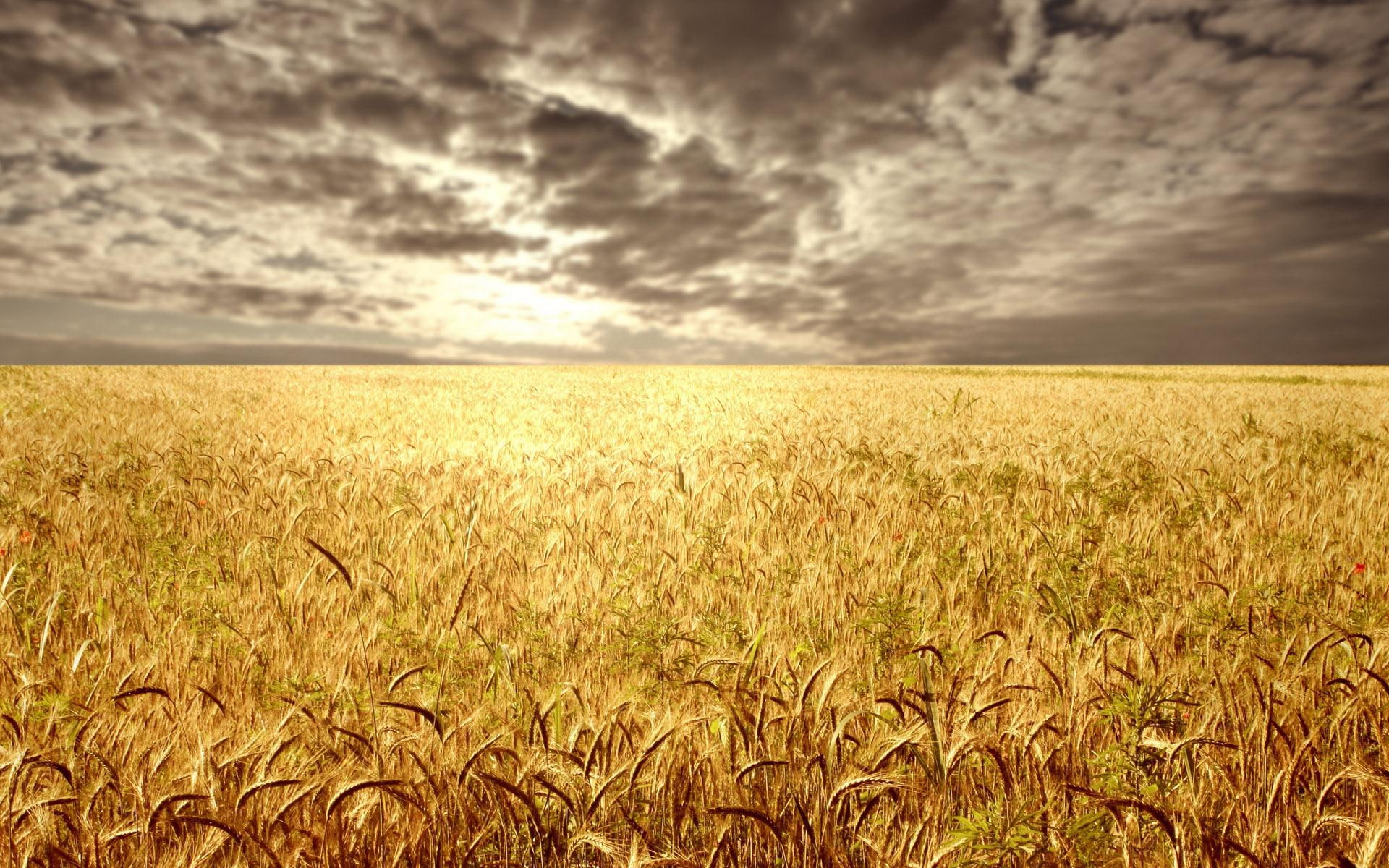 1080P, barley, field, hd, cereal, 1920x1200, HD Wallpaper