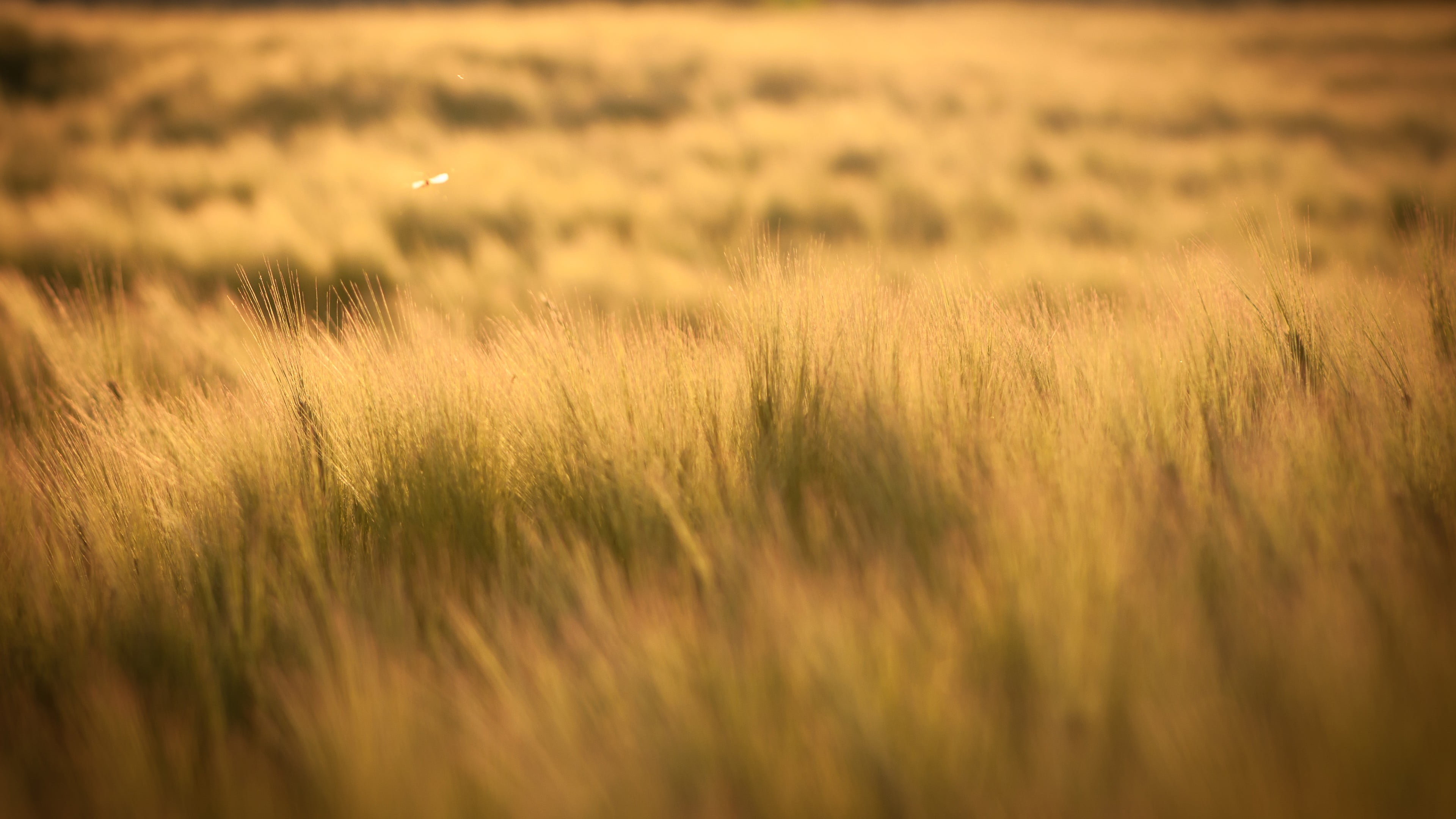 barley, tranquility, prairie, plant, photography, environment, gold colored, beauty in nature, sun rays, lights, field, cereal plant, selective focus, 4K, HD Wallpaper