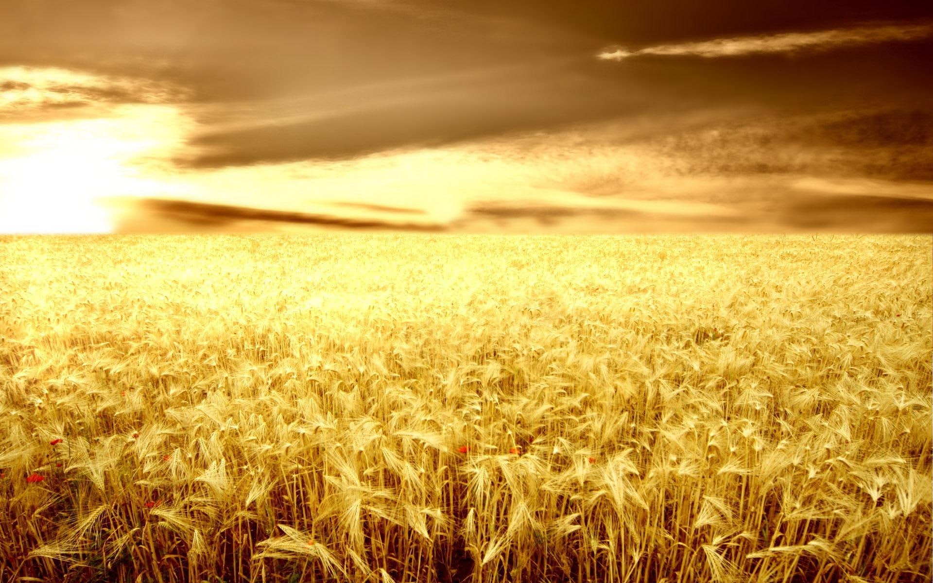 1920x1200, cereal, hd, barley, 1080P, HD Wallpaper