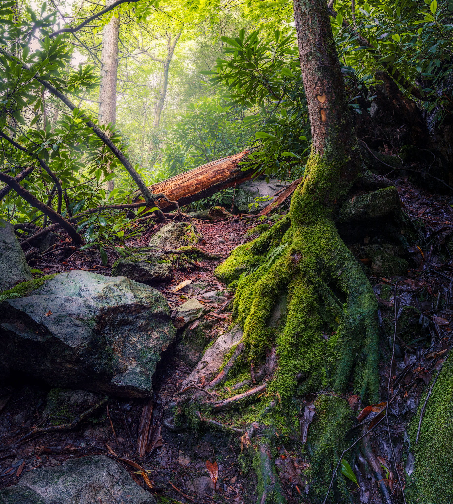 rock, rainforest, tranquility, pennsylvania, 1080P, wood pile, tree trunk, nature, day, outdoors, green color, scenics - nature, grass, united states, Phone HD Wallpaper