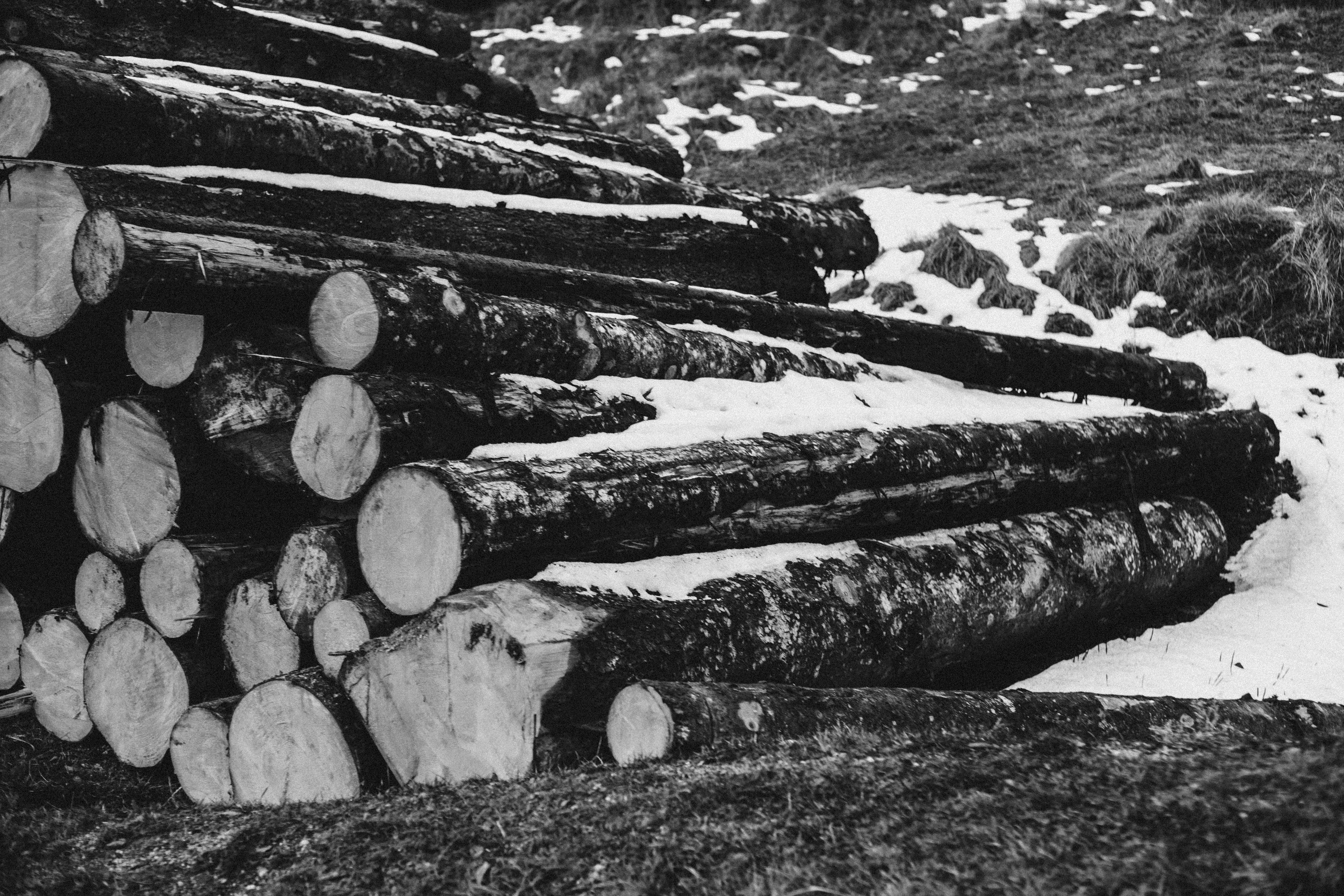 deforestation, environment, environmental issues, pollution, log, cold, wood, industry, tree, logs, frozen, landscape, timber, abundance, firewood, land, HD Wallpaper