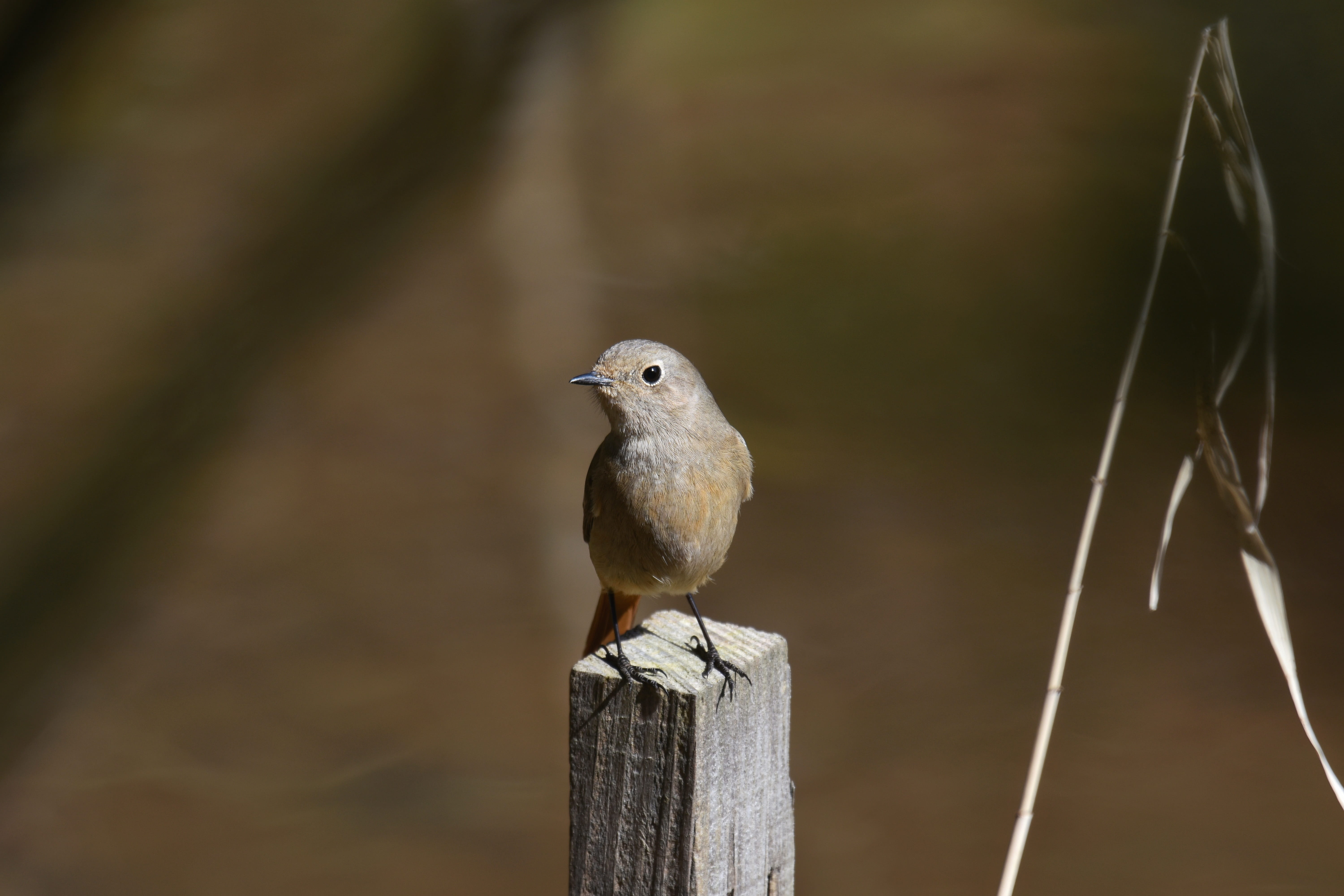 forest, natural, animals in the wild, animal themes, seasonal, wood - material, day, close-up, bird, landscape, post, 5K, spring, a key, outdoors, fields, HD Wallpaper